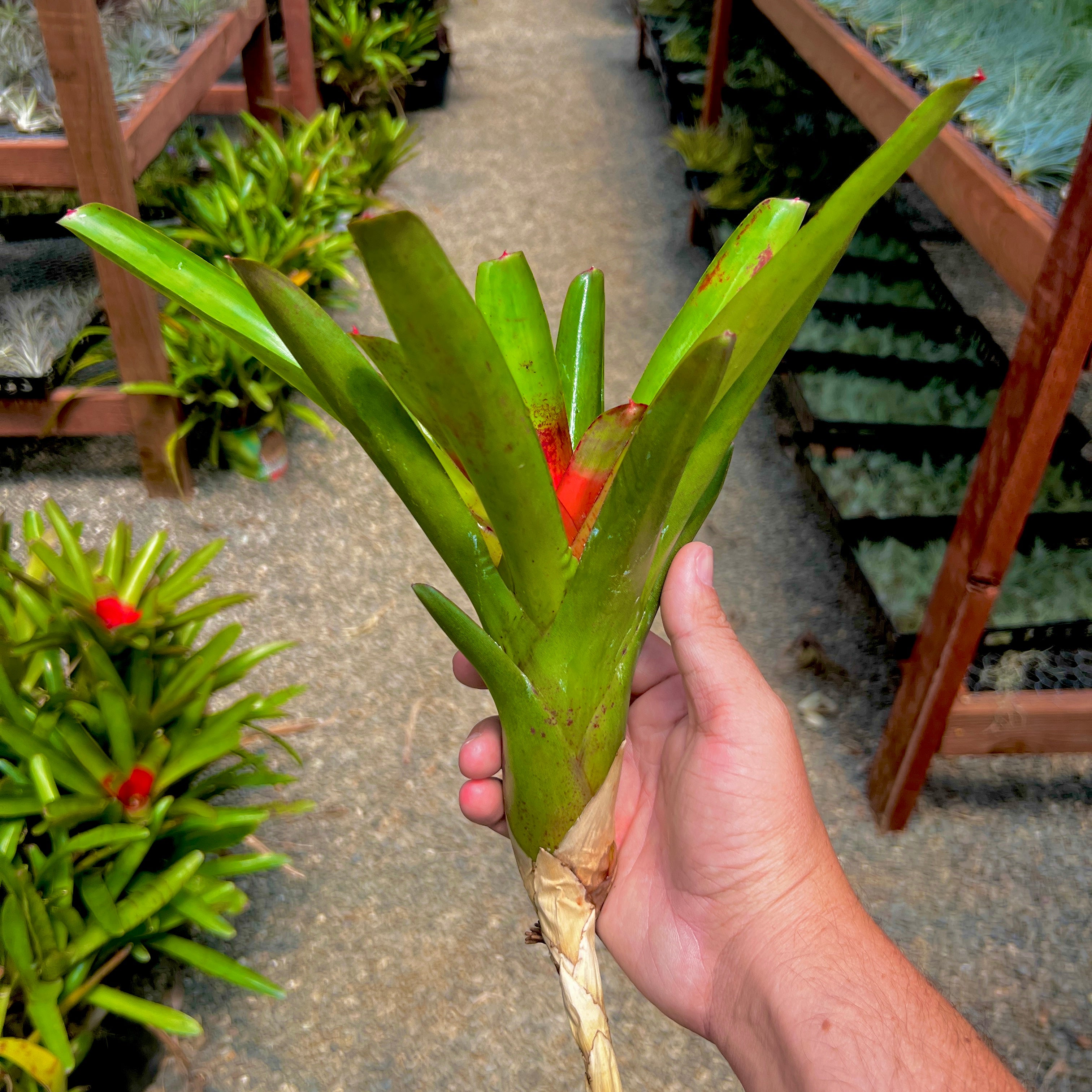 Neoregelia Green Air Plant Greenhouse Held In Hand