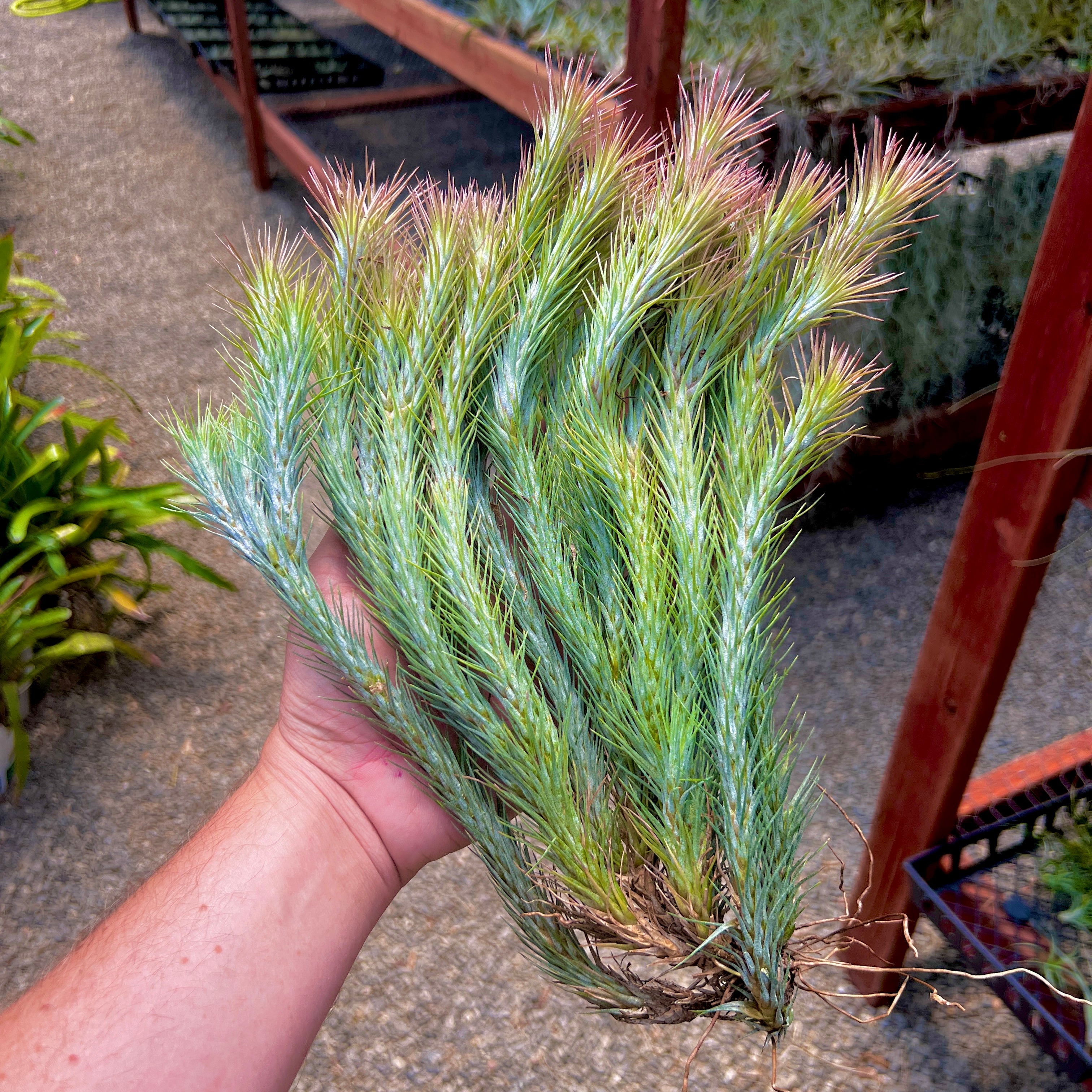 Tillandsia funckiana hanging air plant clump on wire with many pups offsets