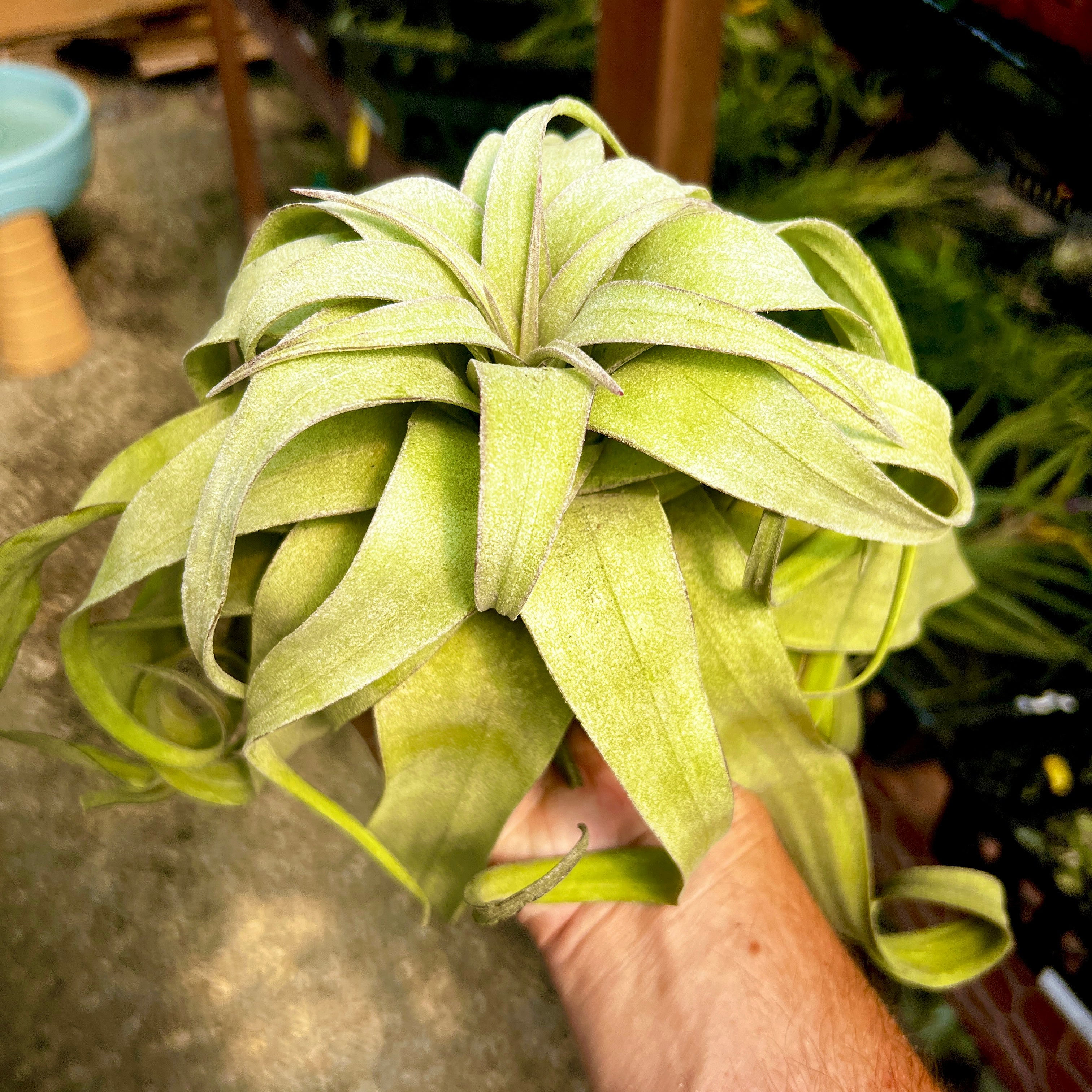 Streptophylla Giant