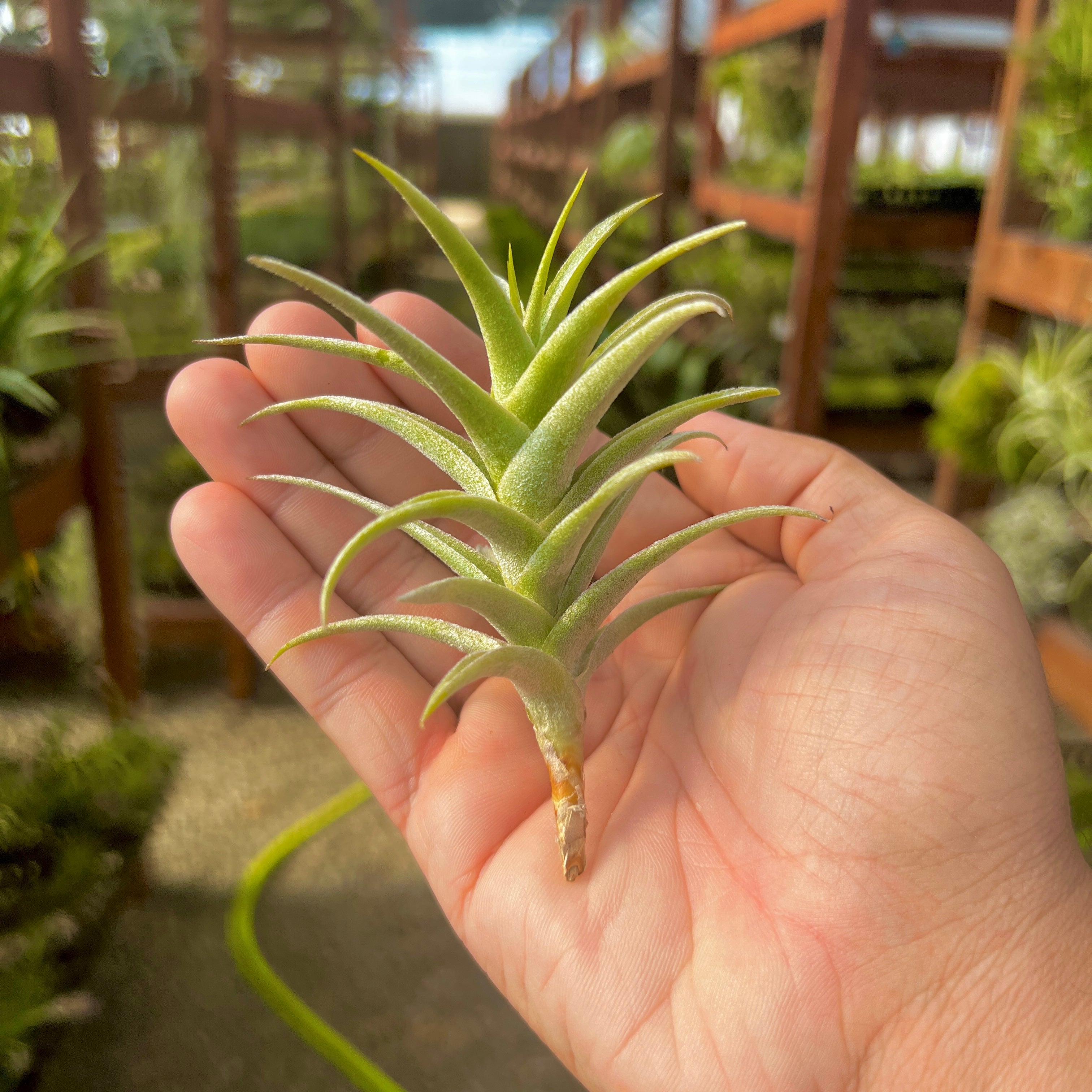 Tillandsia purpurea air plant symmetrical trichome dense houseplant