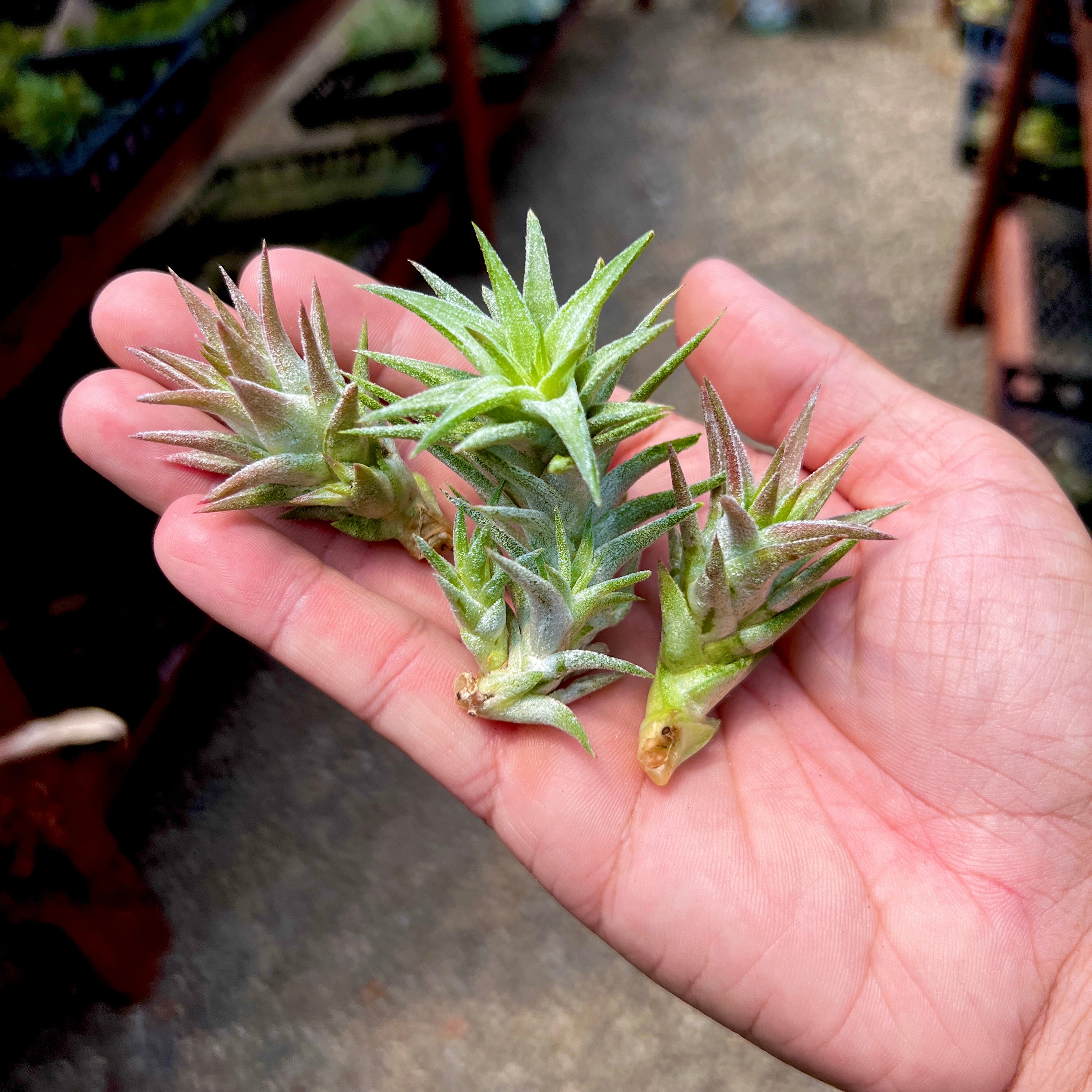 Ionantha Vanhyningii