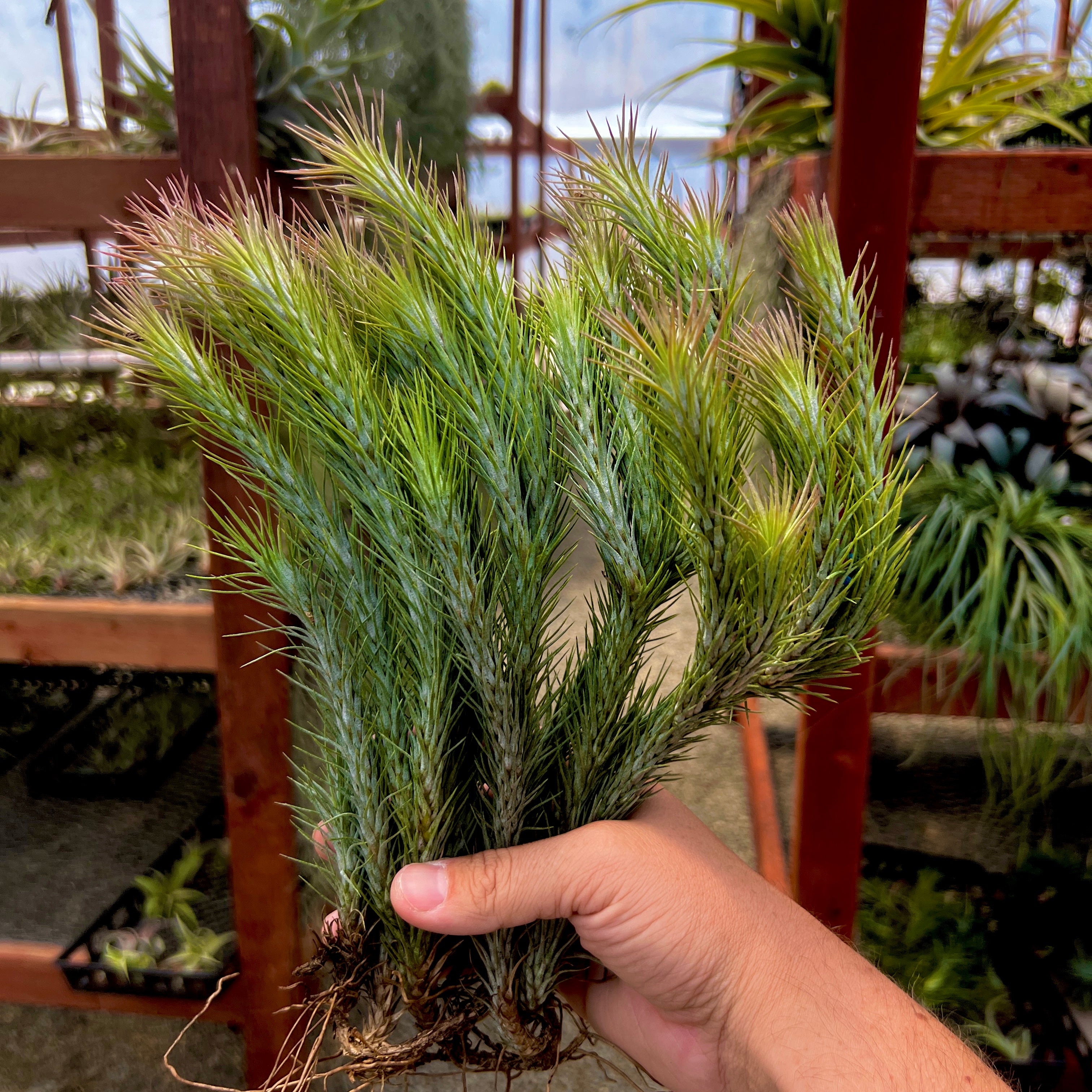 Tillandsia funckiana hanging air plant clump on wire with many pups offsets