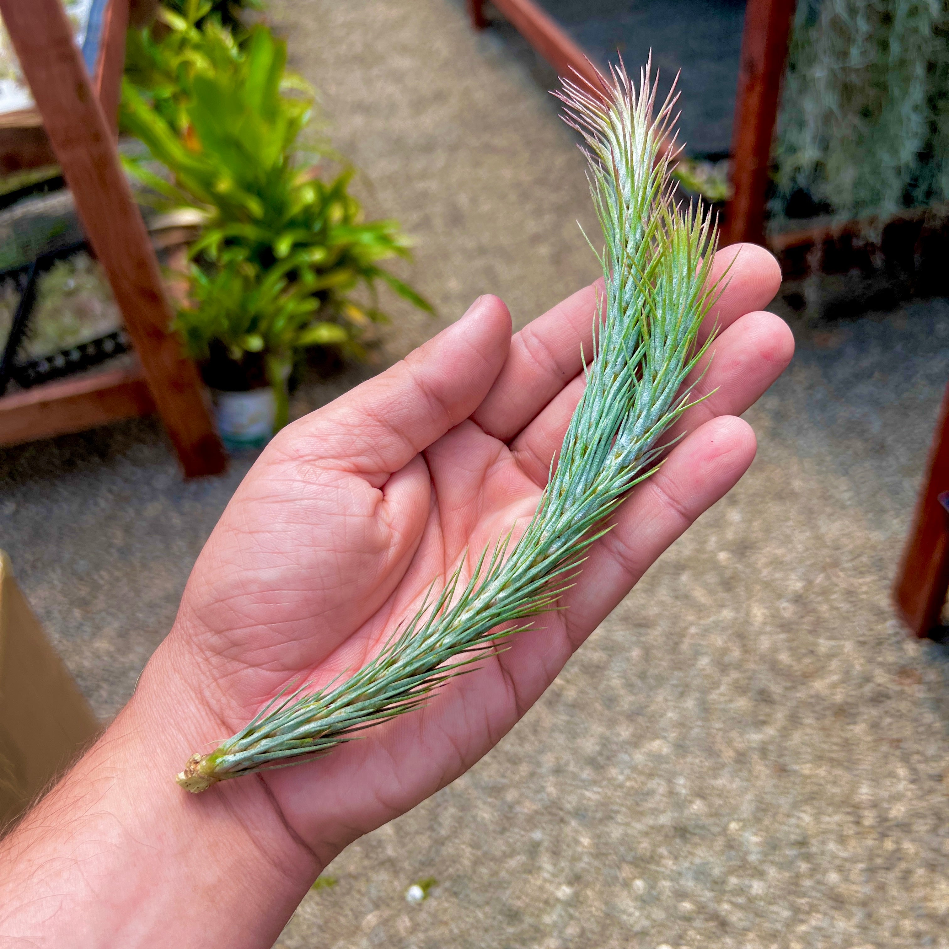 mountain air chicken plant Funckiana (Caterpillar Air Plant) – Air Plant Hub