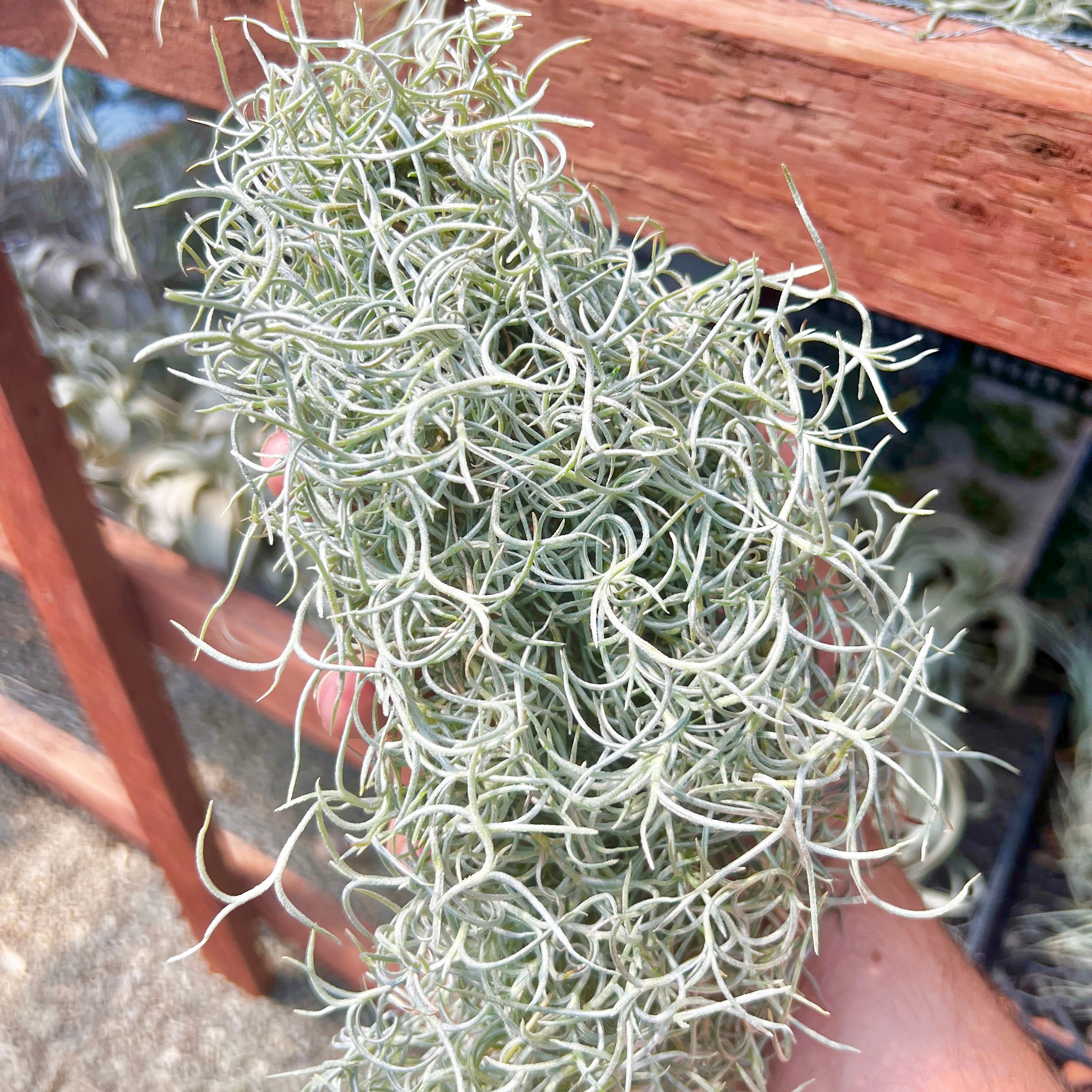 Usneoides (Spanish Moss) White Curly Form