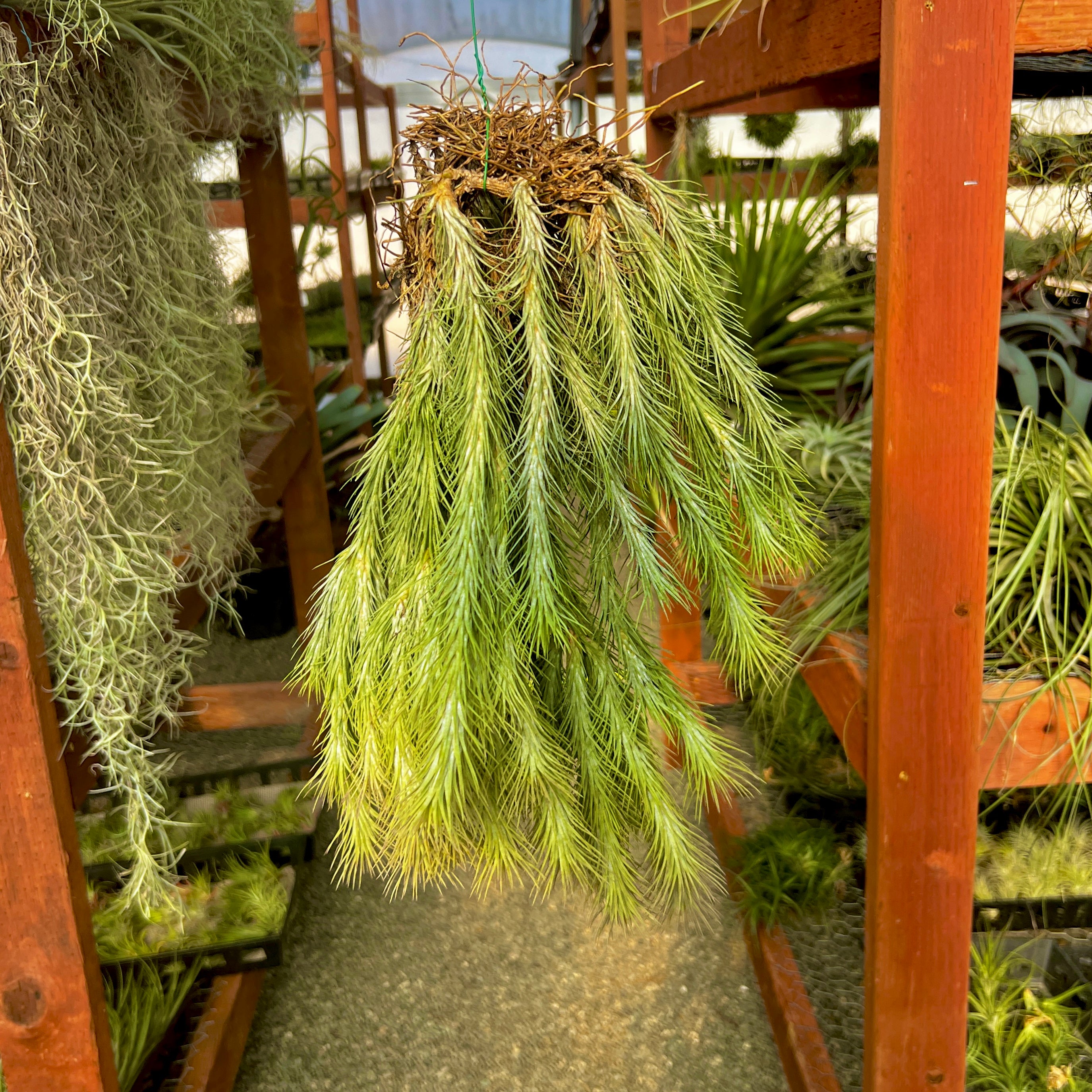 Tillandsia funckiana hanging air plant clump on wire with many pups offsets