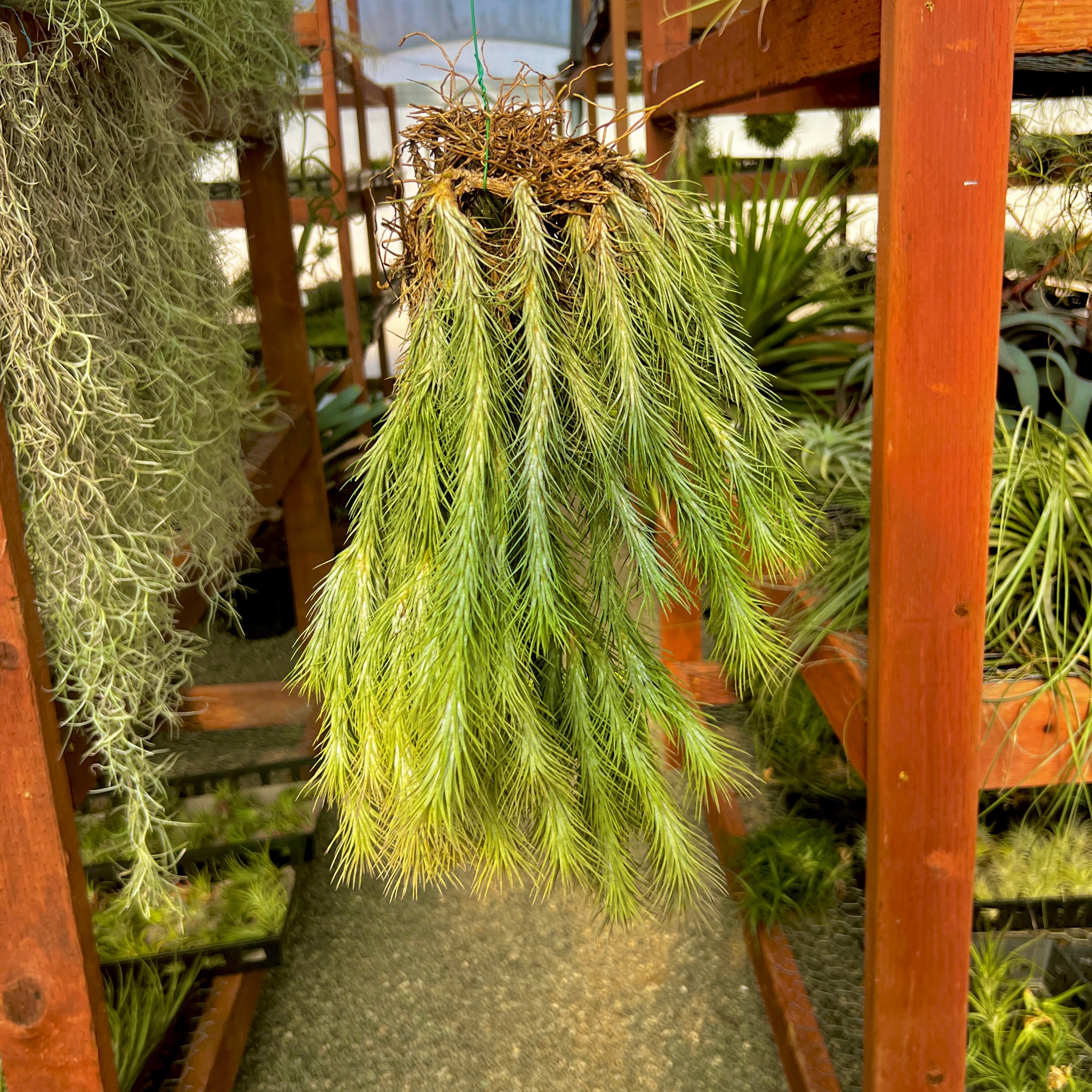funkiana air plant Funckiana Hanging Clumps