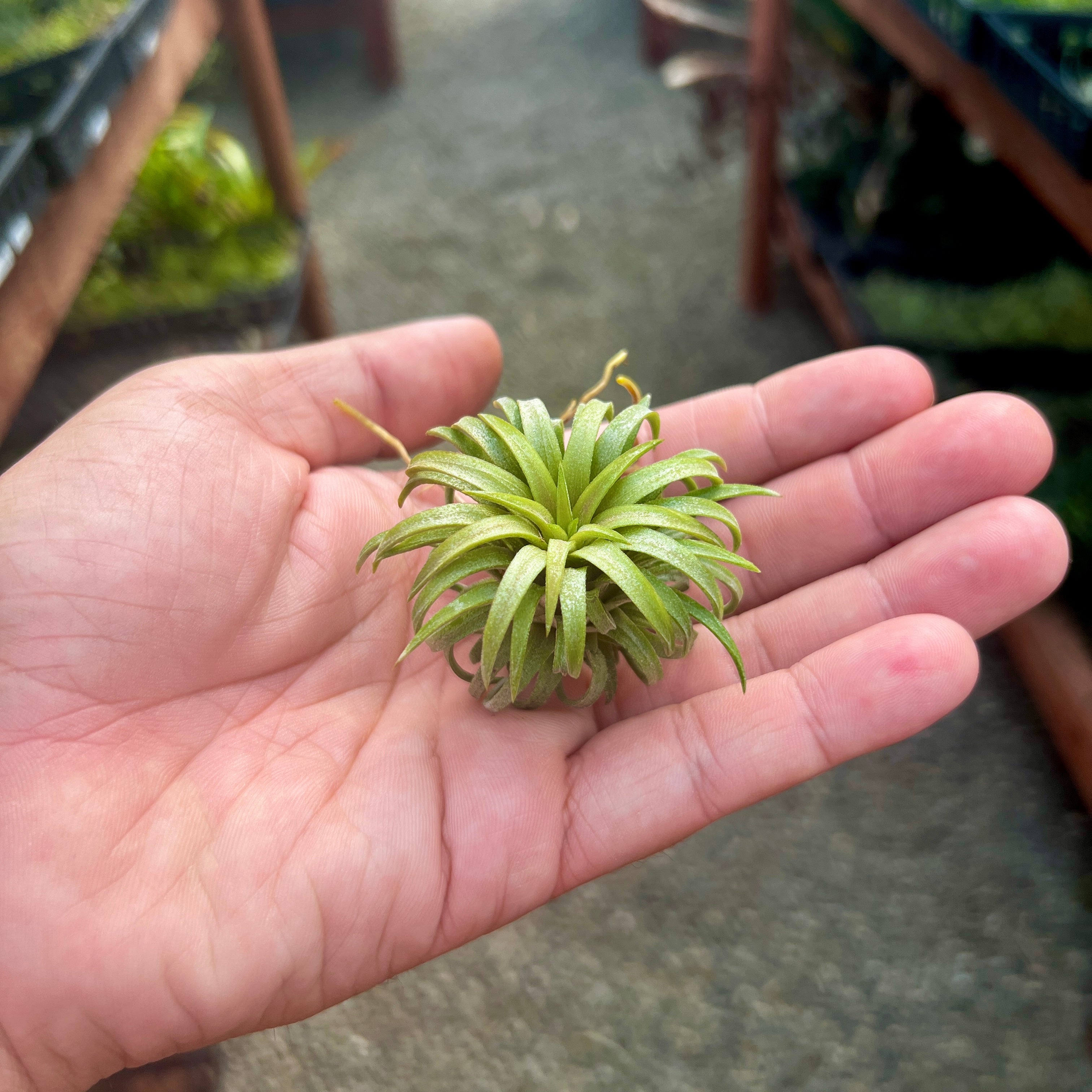 Tillandsia Ionantha Ron Air Plant Rare