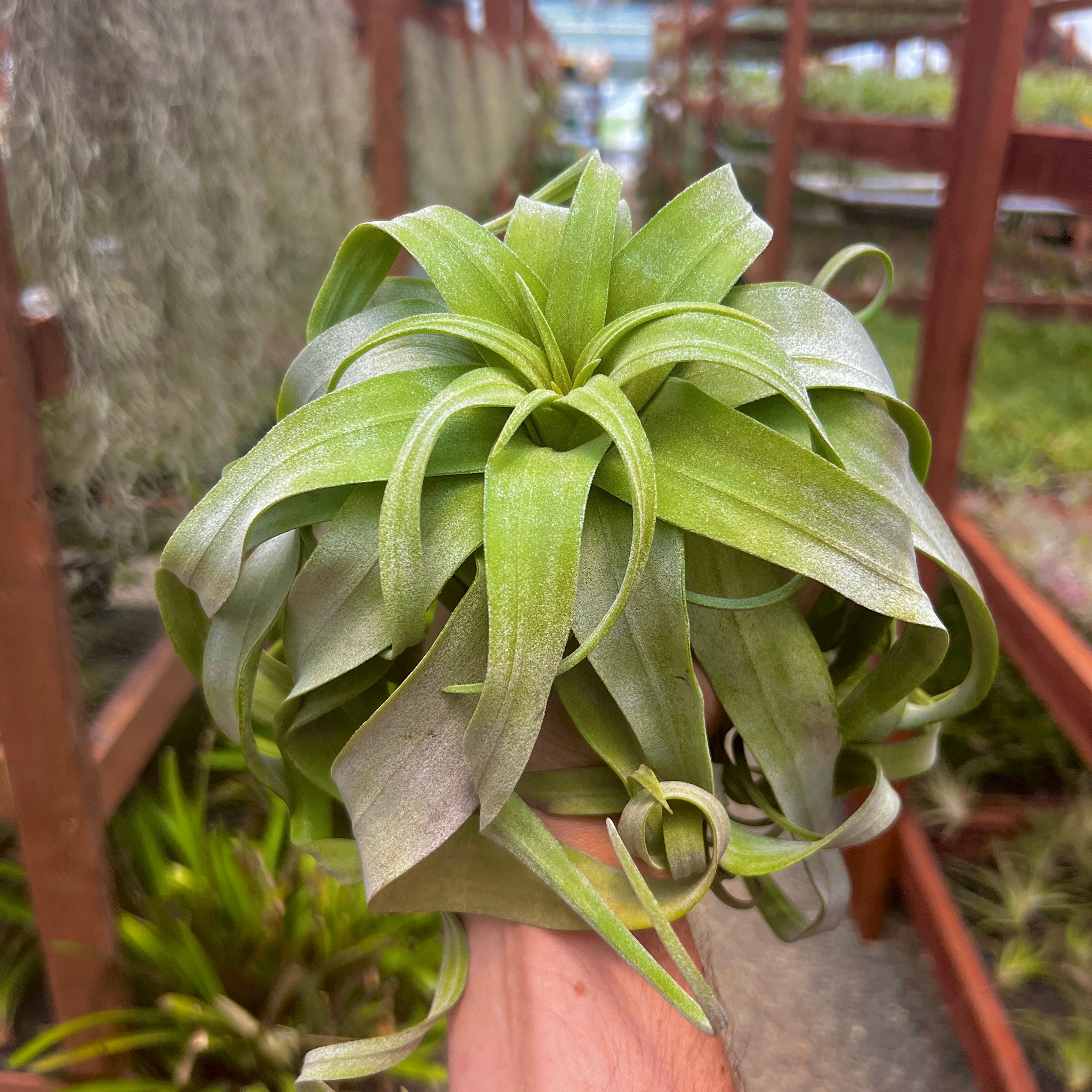 Streptophylla Giant