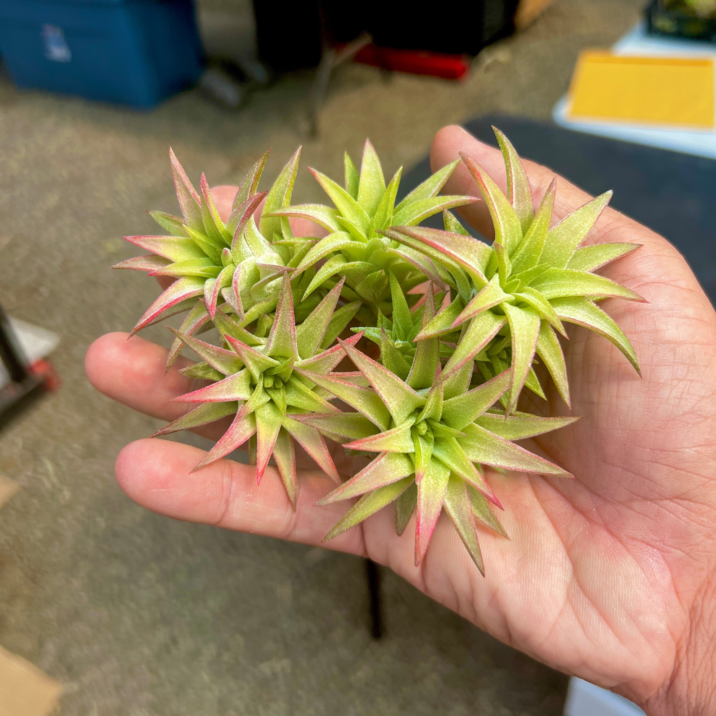 Ionantha Vanhyningii Jumbo