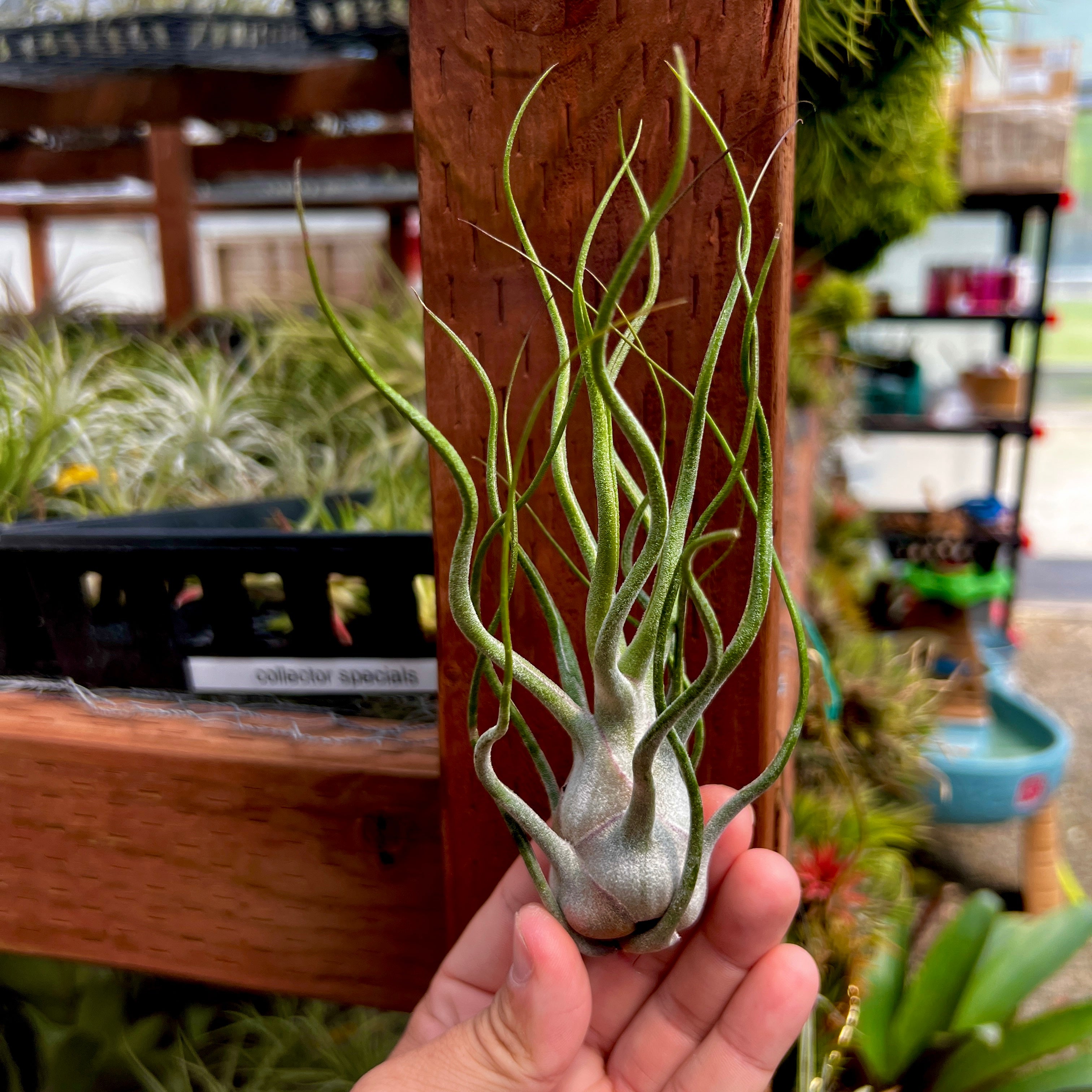 Bulbosa Hybrid