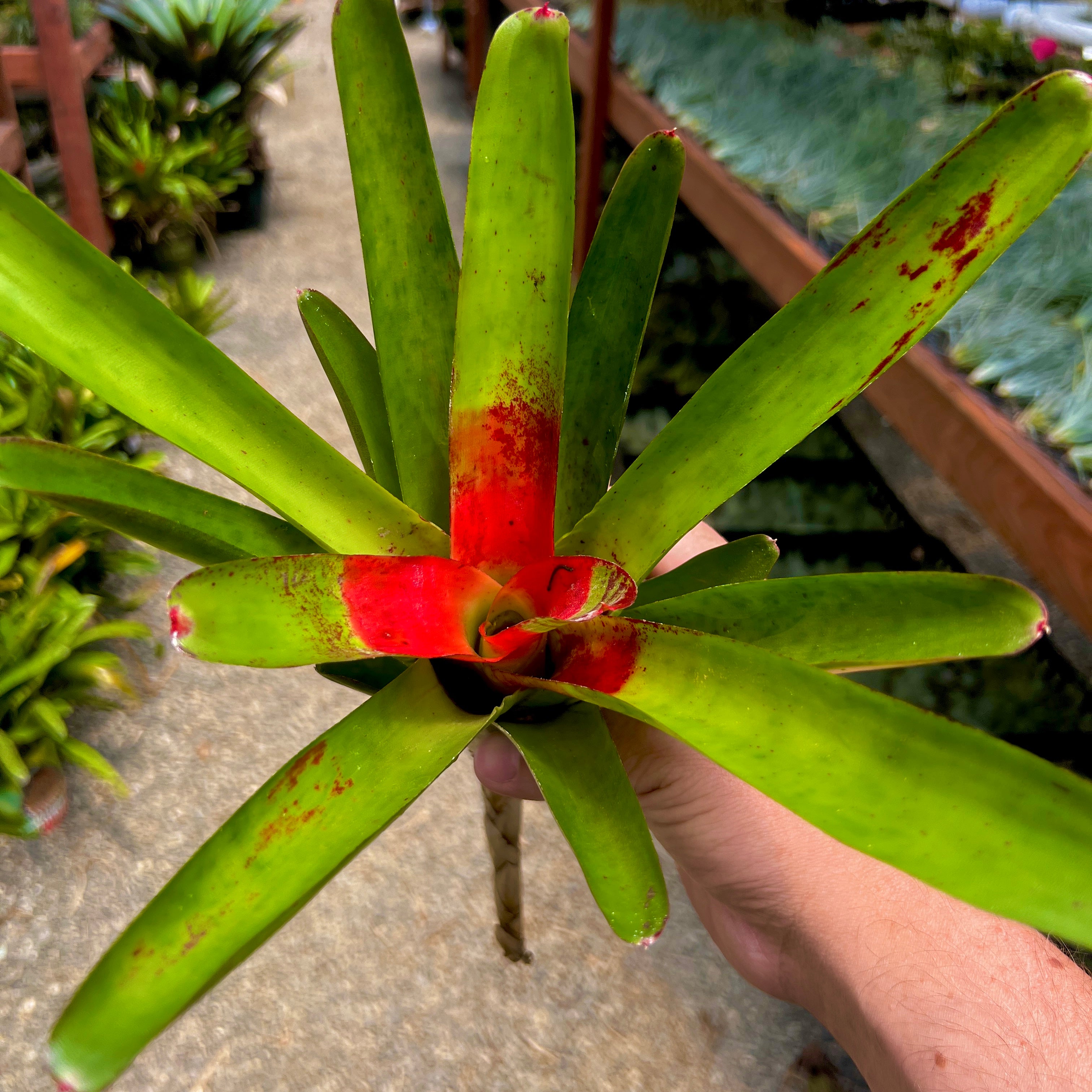 Neoregelia Air Plant Greenhouse Held In Hand