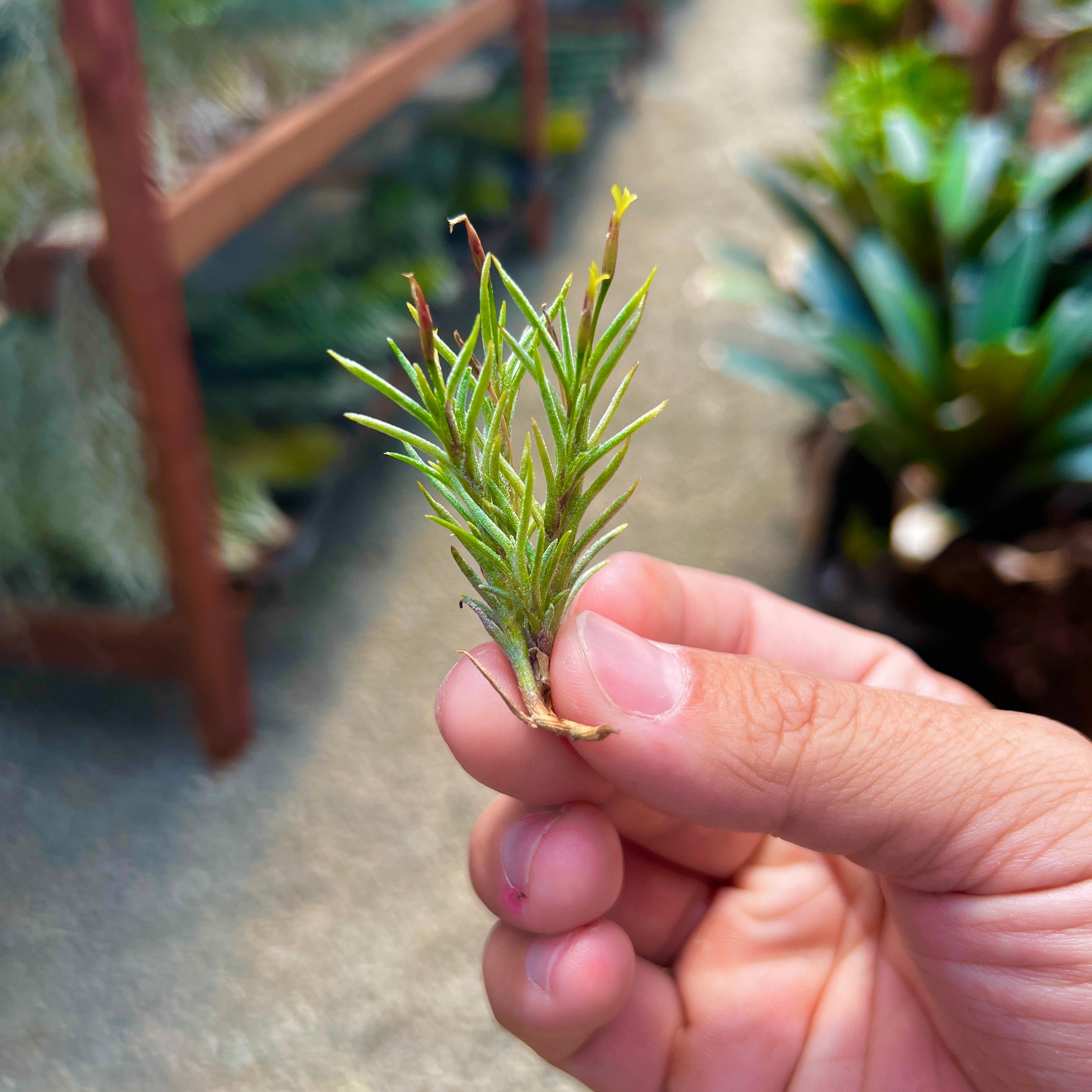 Tillandsia Capillaris Air Plant Clump Subgenus Diaphoranthema Miniature Houseplant Decor