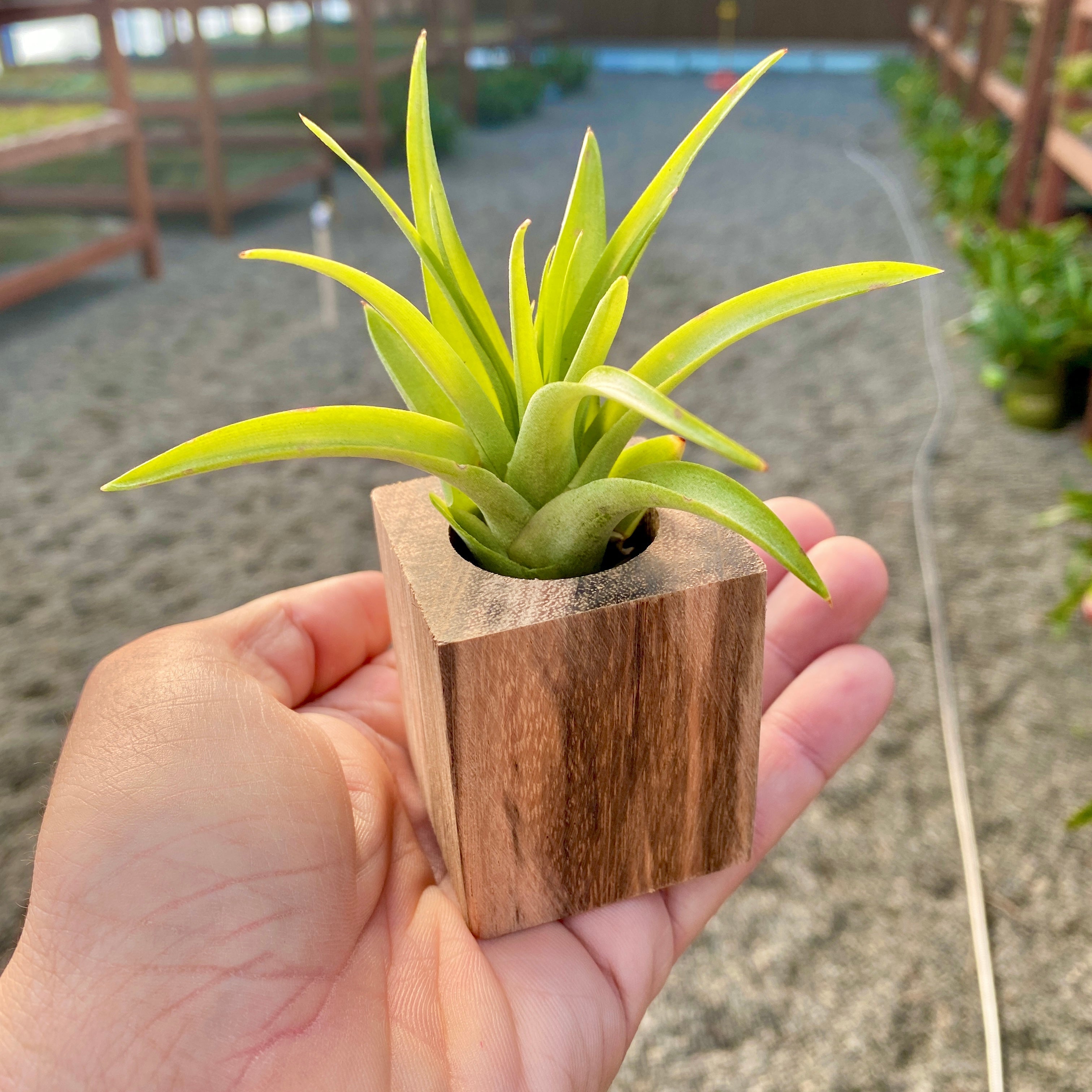 Handcrafted Zebra Wood Square Air Plant Holder With Plant