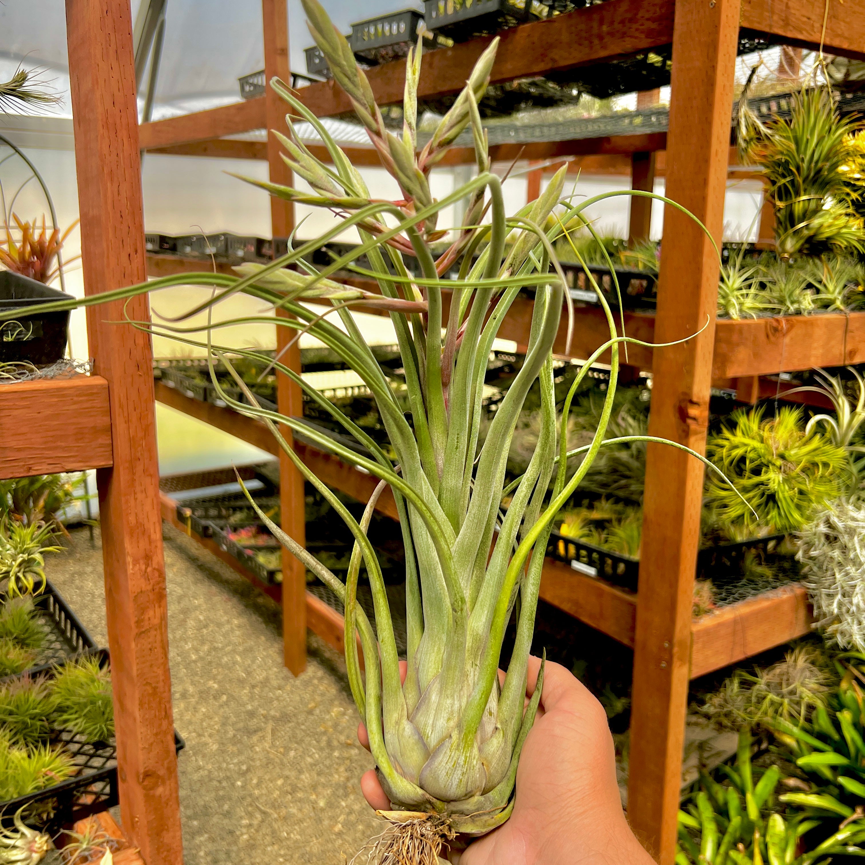 Gorgon (streptophylla x pseudobaileyi)