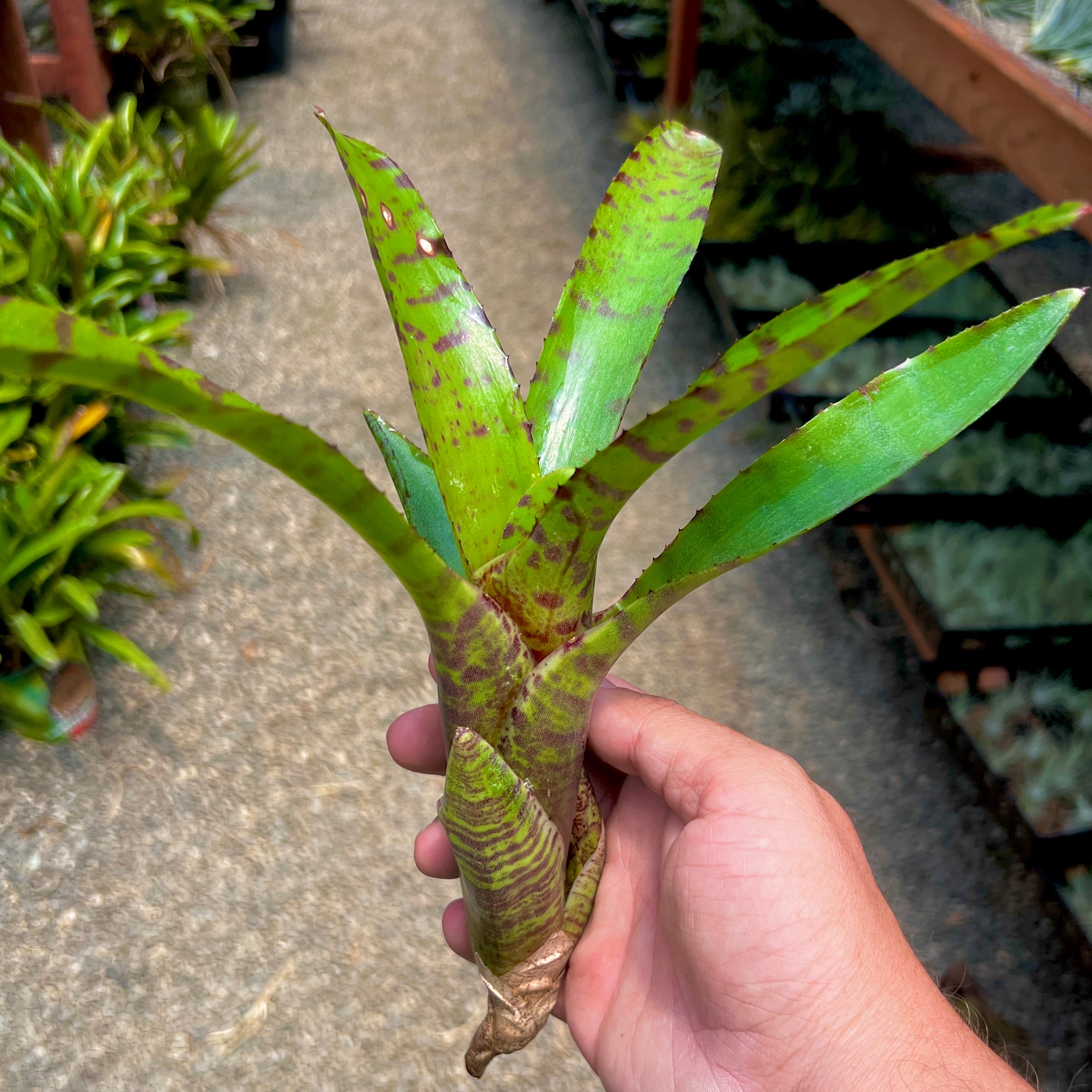 Neoregelia Air Plant Greenhouse Held In Hand