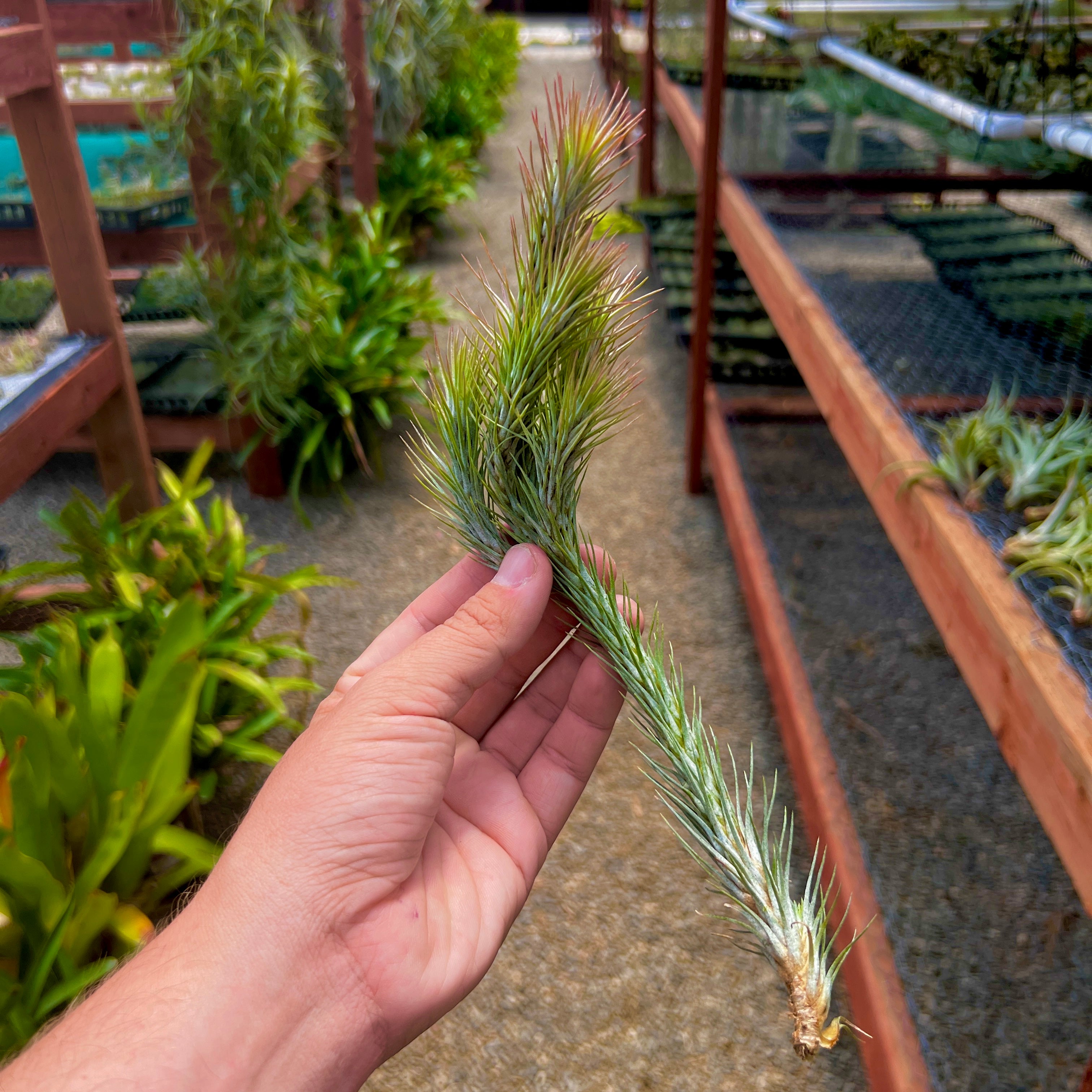 Funckiana <br> (Caterpillar Air Plant)