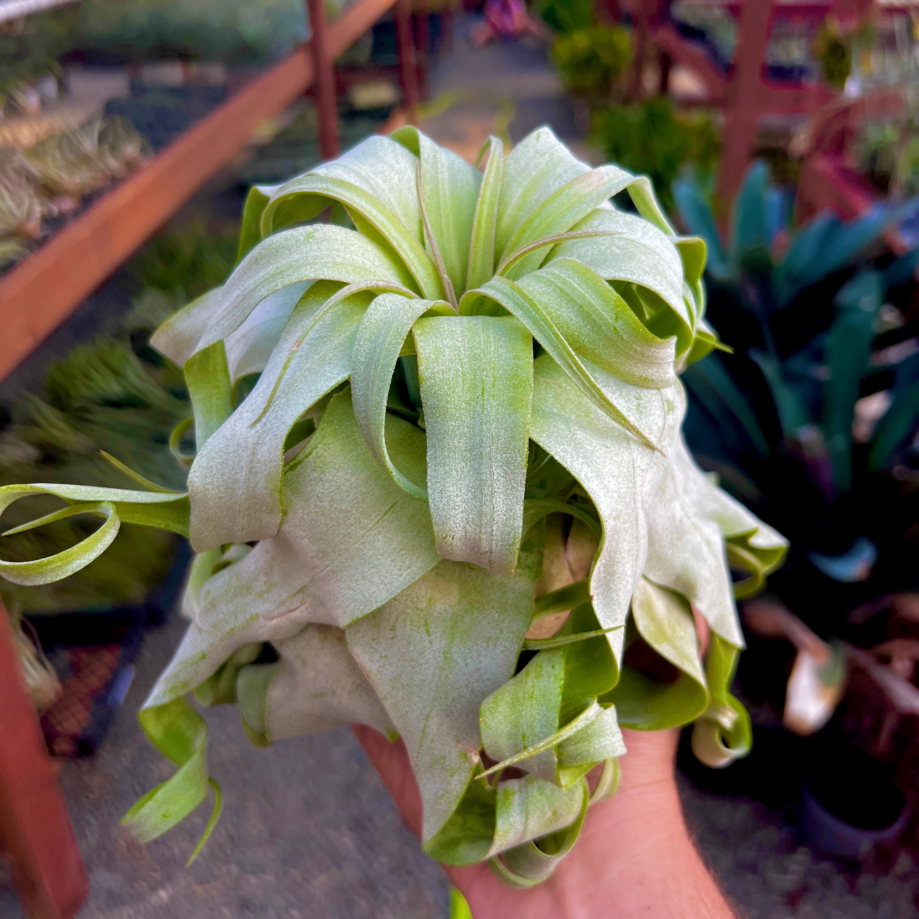 Streptophylla Giant