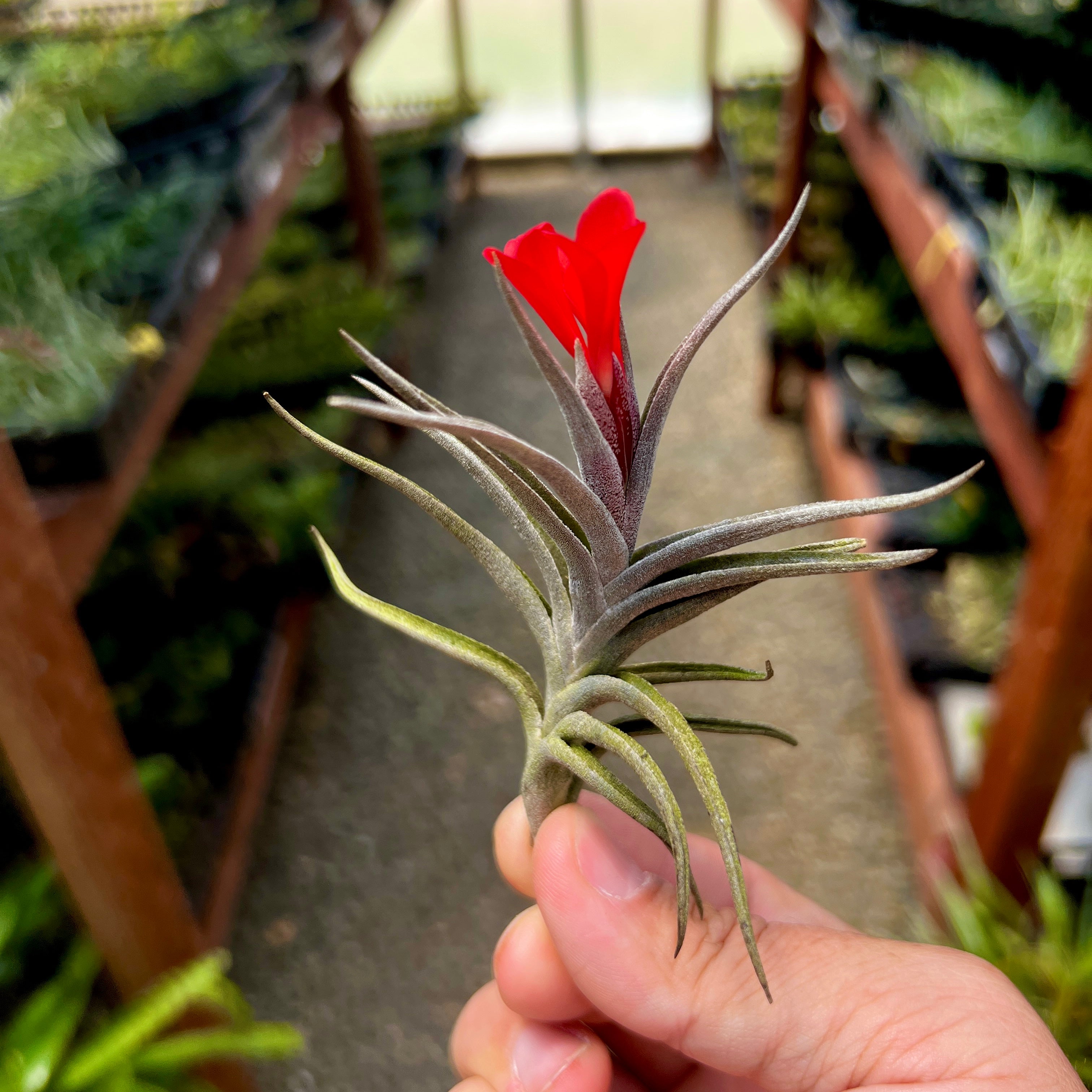 edithae x albertiana air plant tillandsia red flower rare houseplant