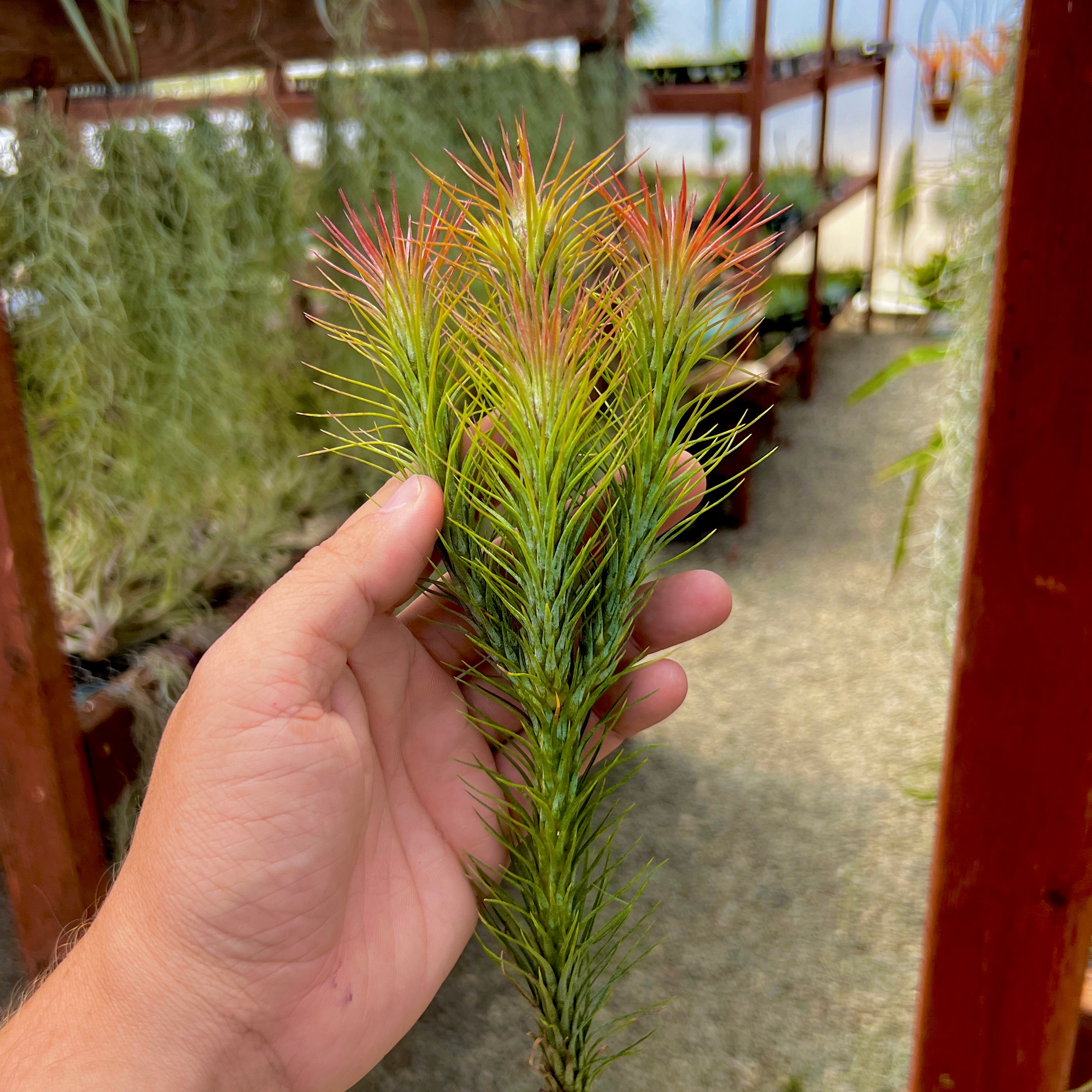 Funckiana <br> (Caterpillar Air Plant)