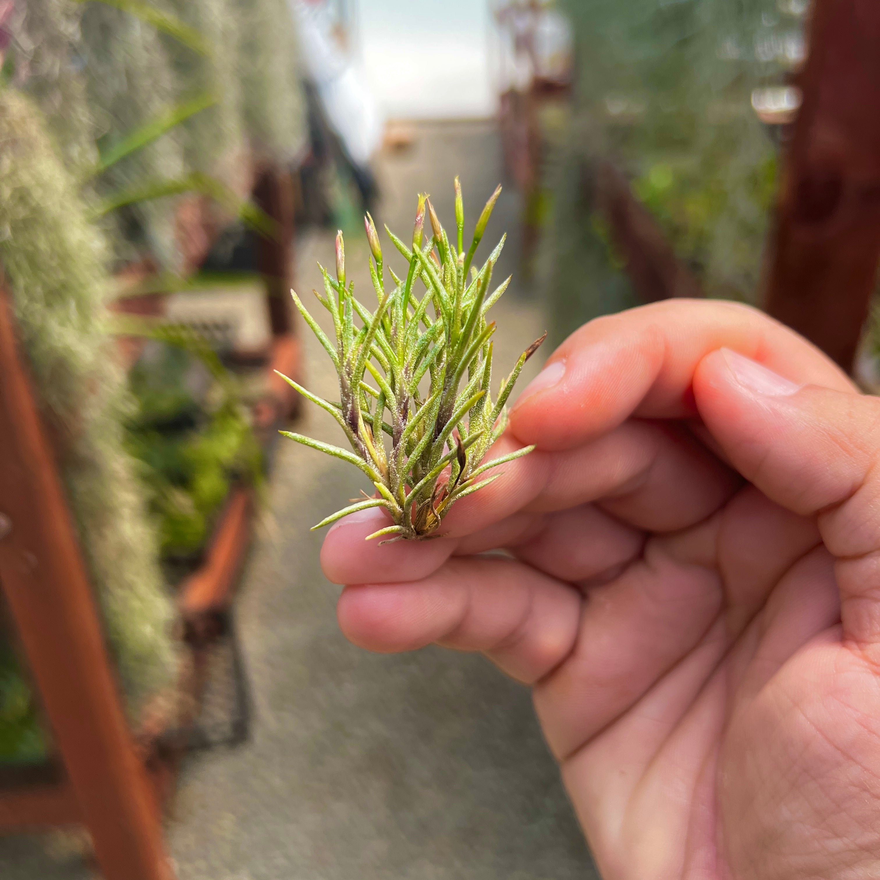 Tillandsia Capillaris Air Plant Clump Subgenus Diaphoranthema Miniature Houseplant Decor