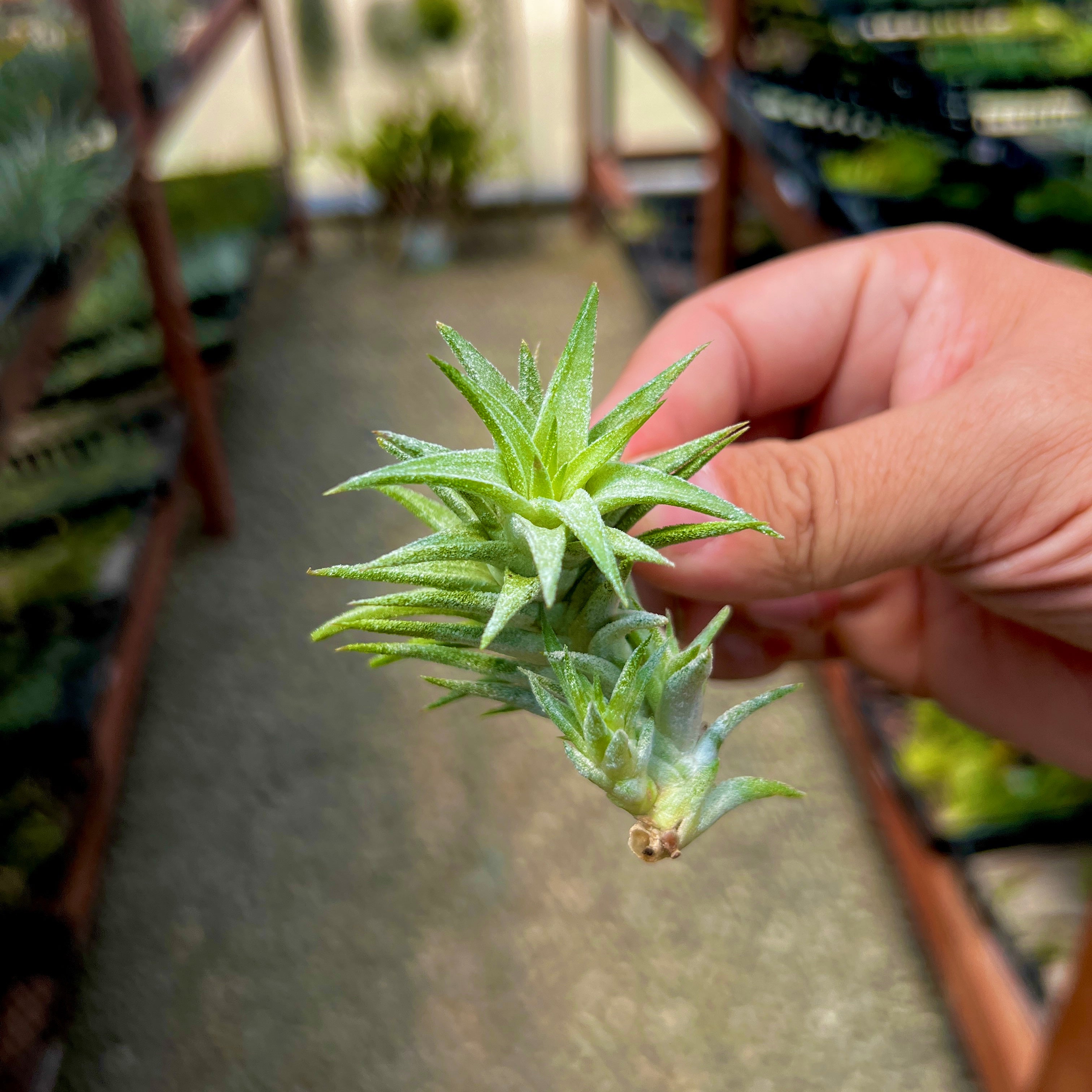 Ionantha Vanhyningii