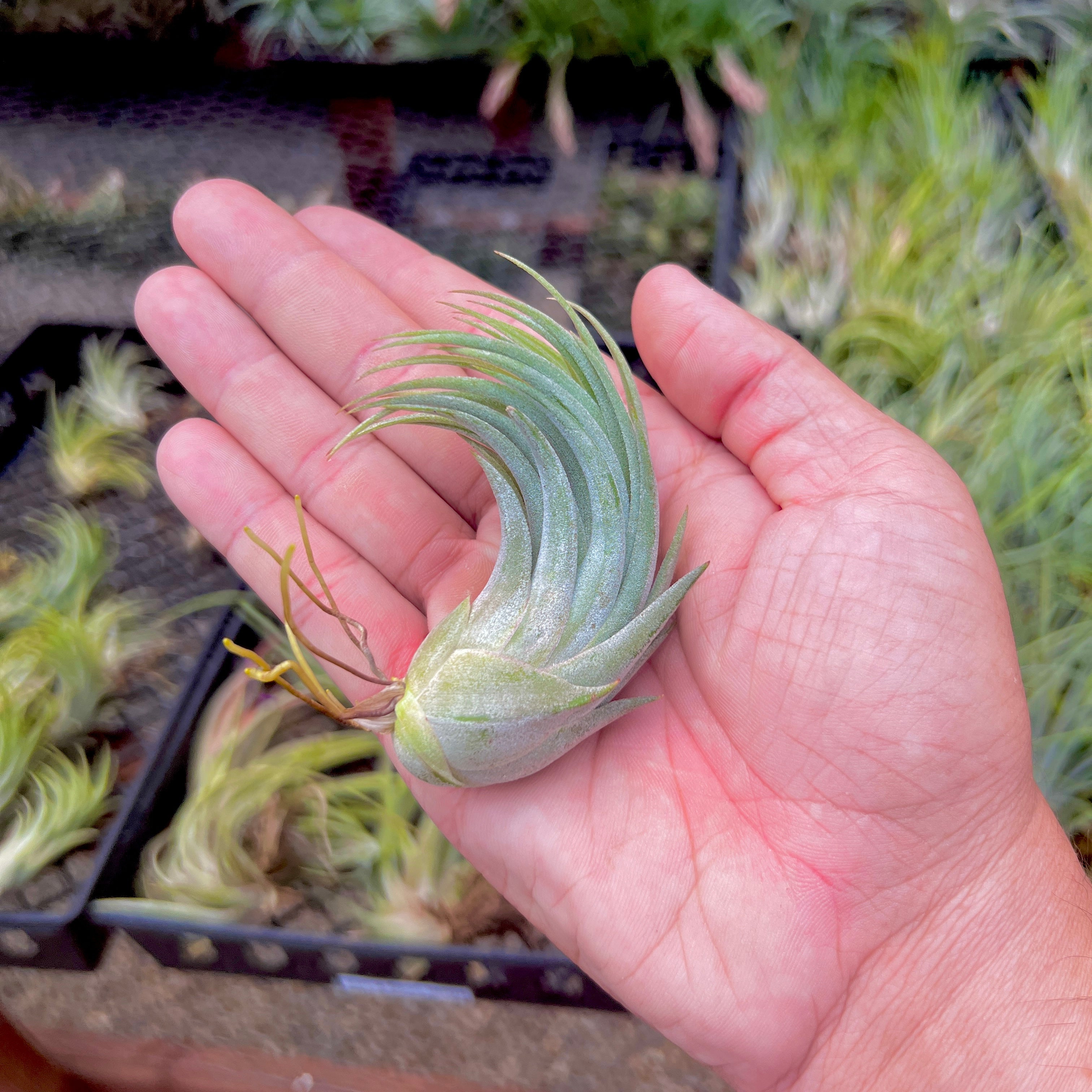 Tillandsia Ionantha Rubra x Scaposa Rare Hybrid Air Plant For Sale