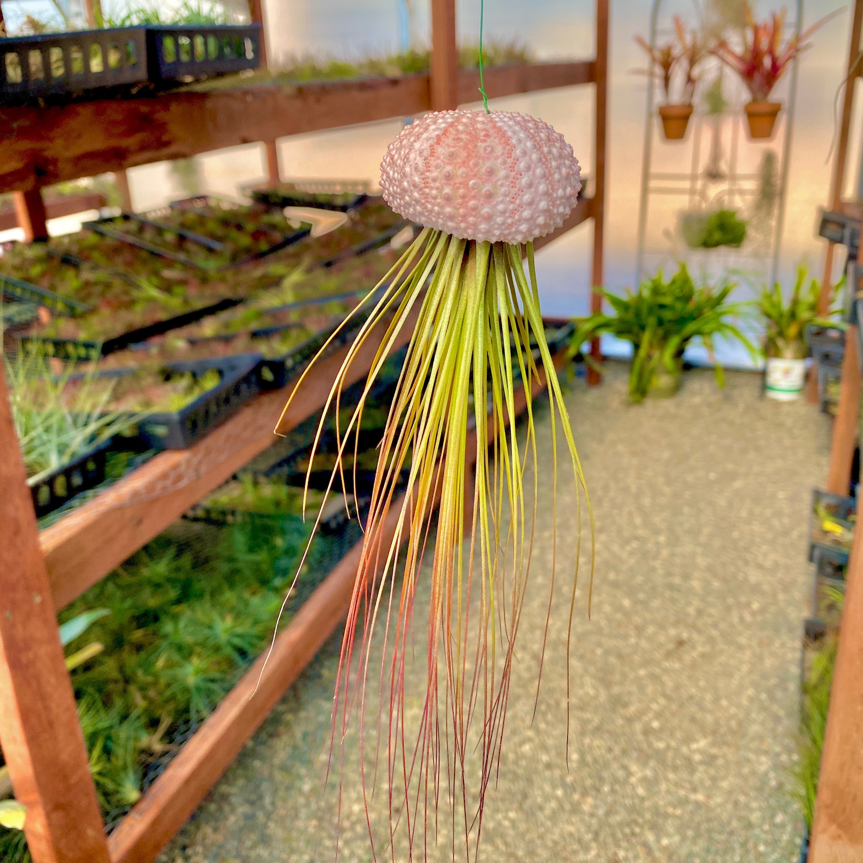 HANGING Tillandsia Air Plant With Wire And Sea Urchin Shell Jellyfish UFO display