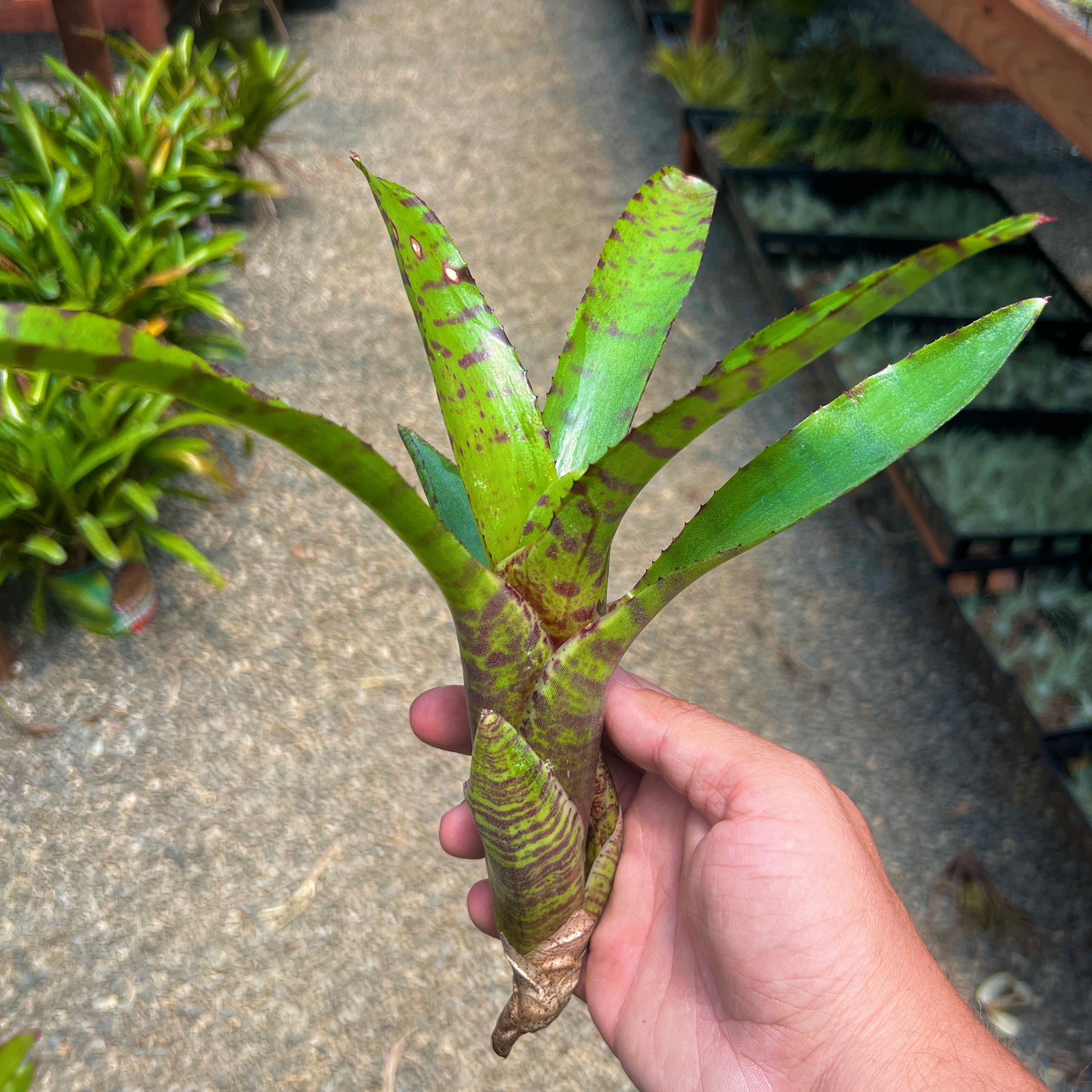 Neoregelia Air Plant Greenhouse Held In Hand