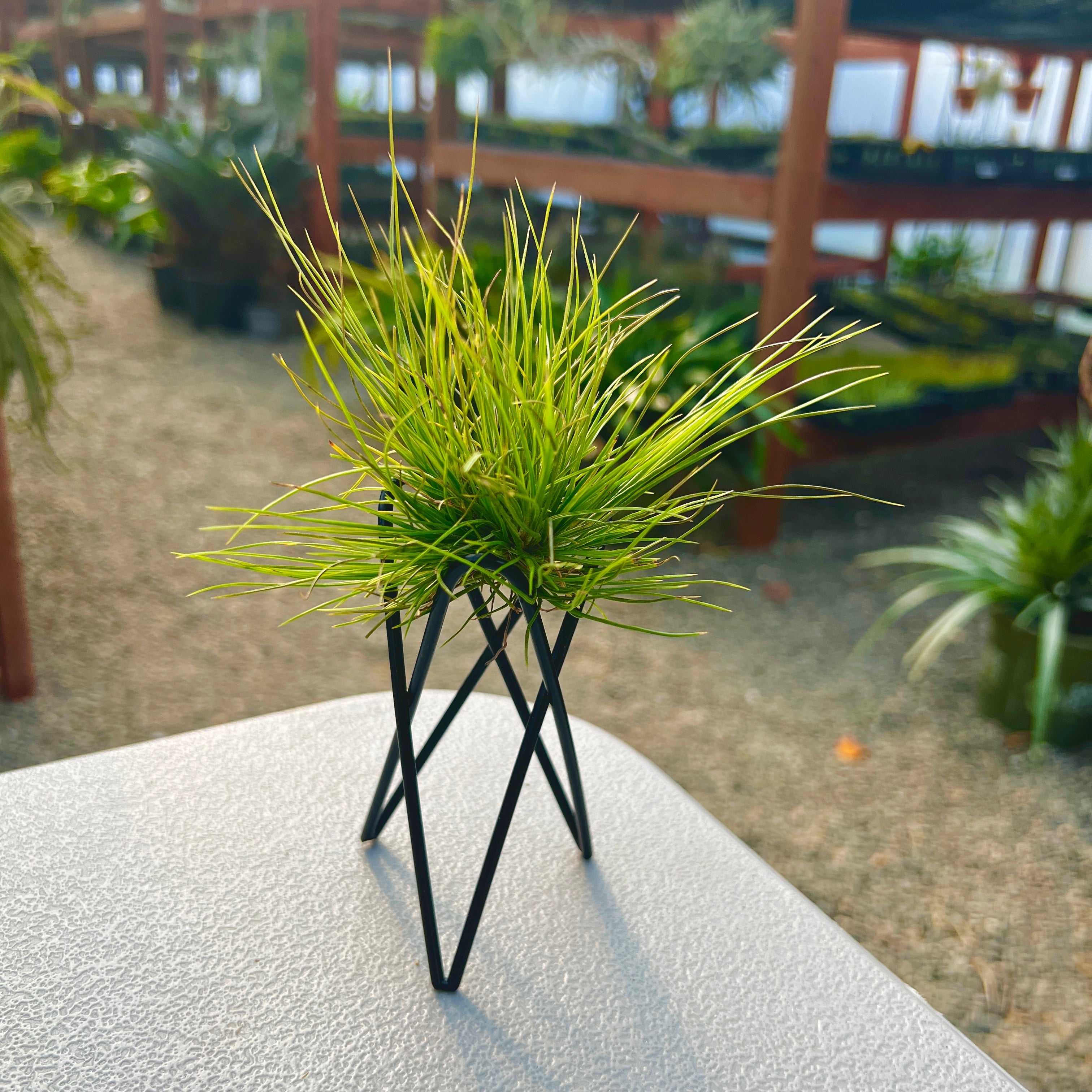 Black Geometric Air Plant Tillandsia Holder Gift Housewarming Geometric Black stand