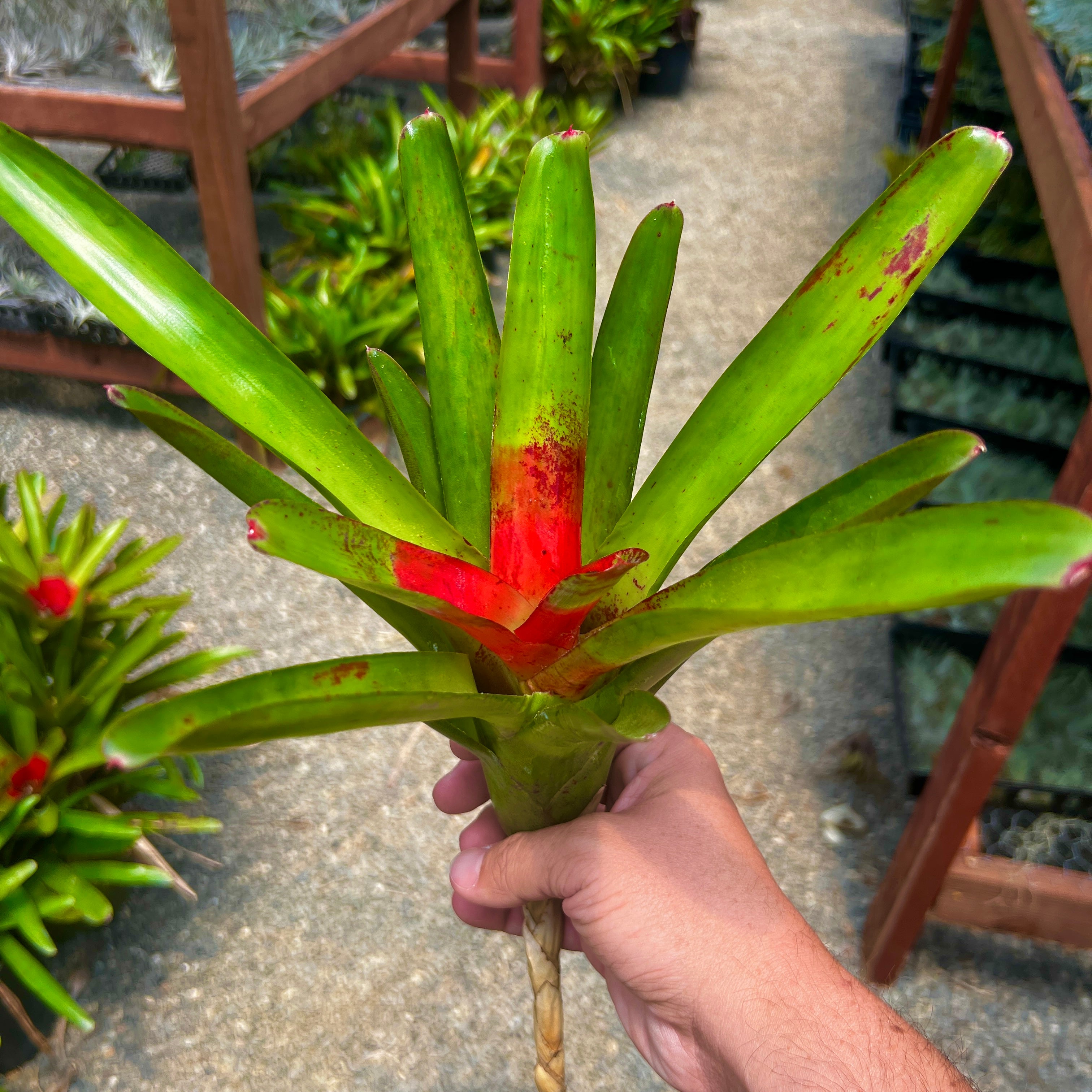 Neoregelia Air Plant Greenhouse Held In Hand