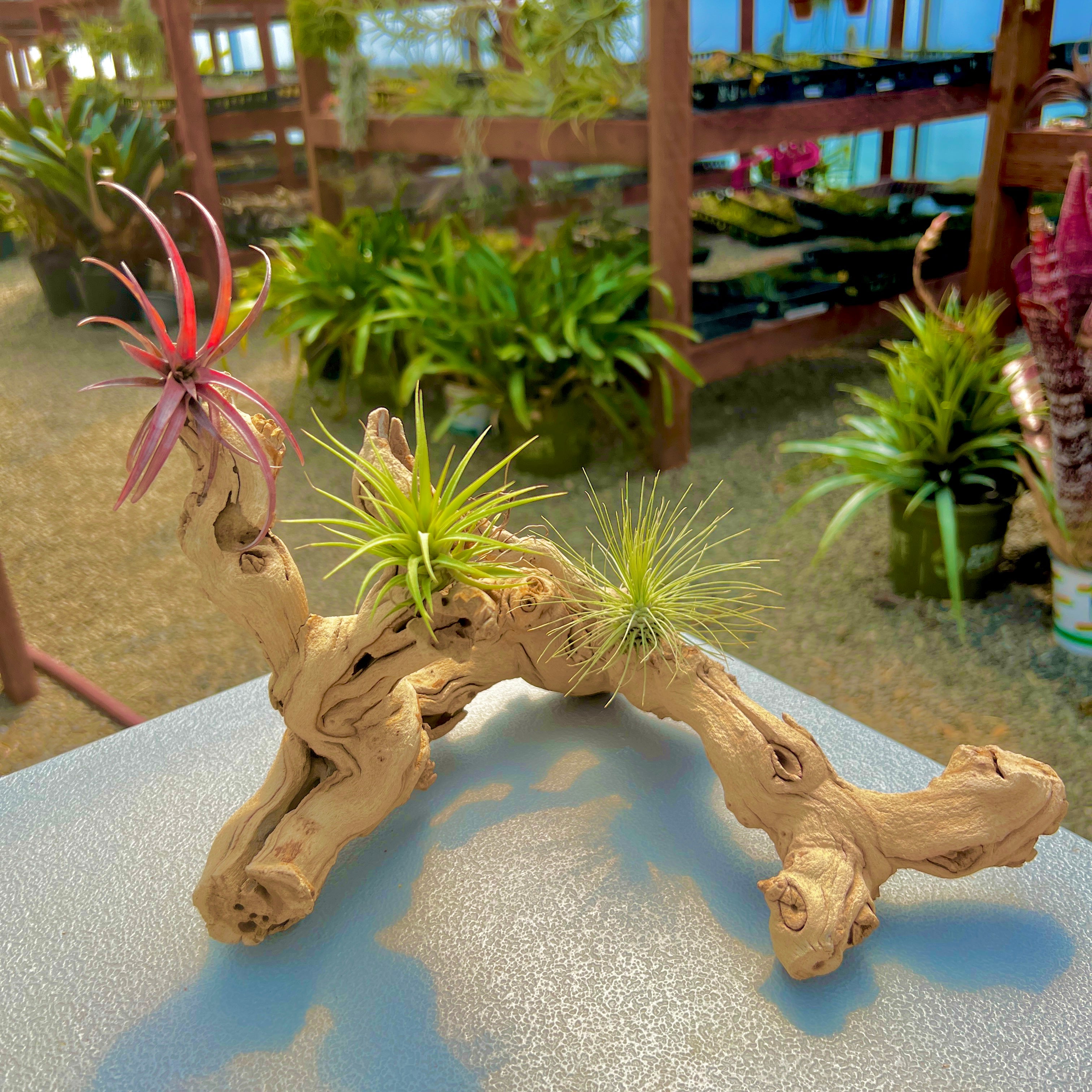 air plants in aquarium Sandblasted California Grapewood Branch 10”-14”