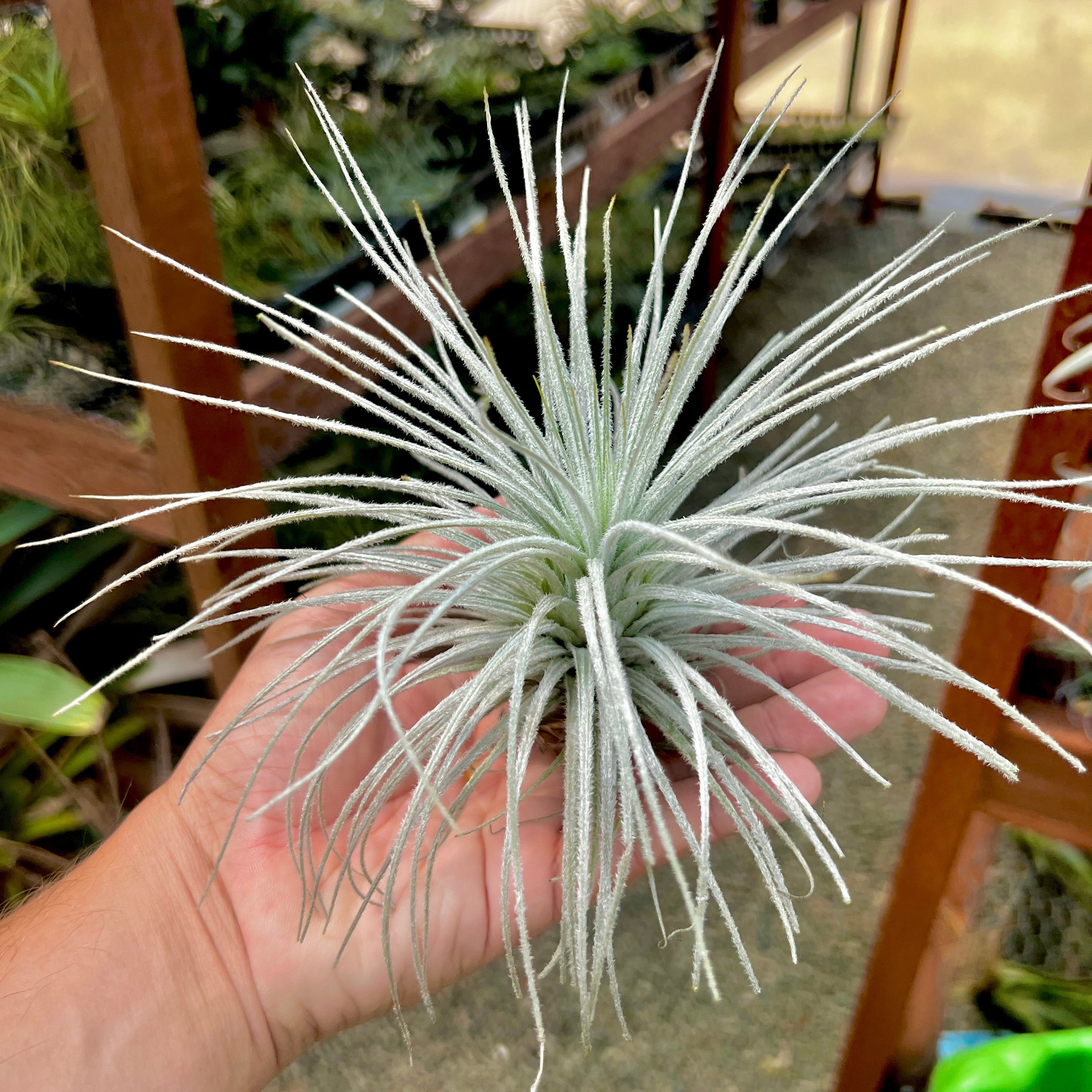 Tectorum Peru Large