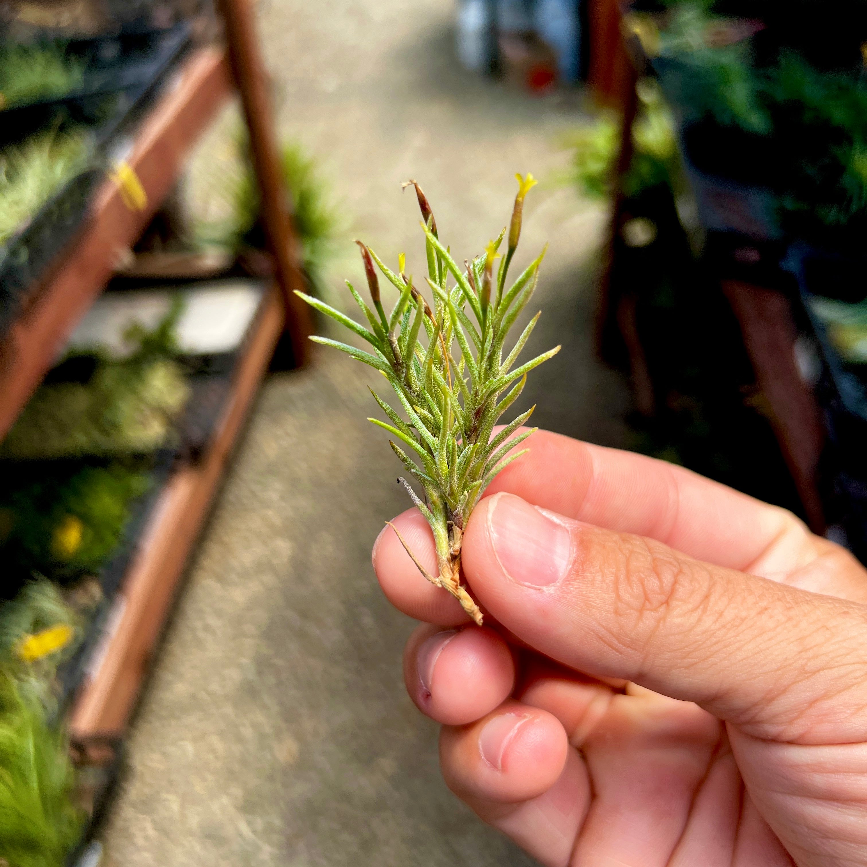 Tillandsia Capillaris Air Plant Clump Subgenus Diaphoranthema Miniature Houseplant Decor