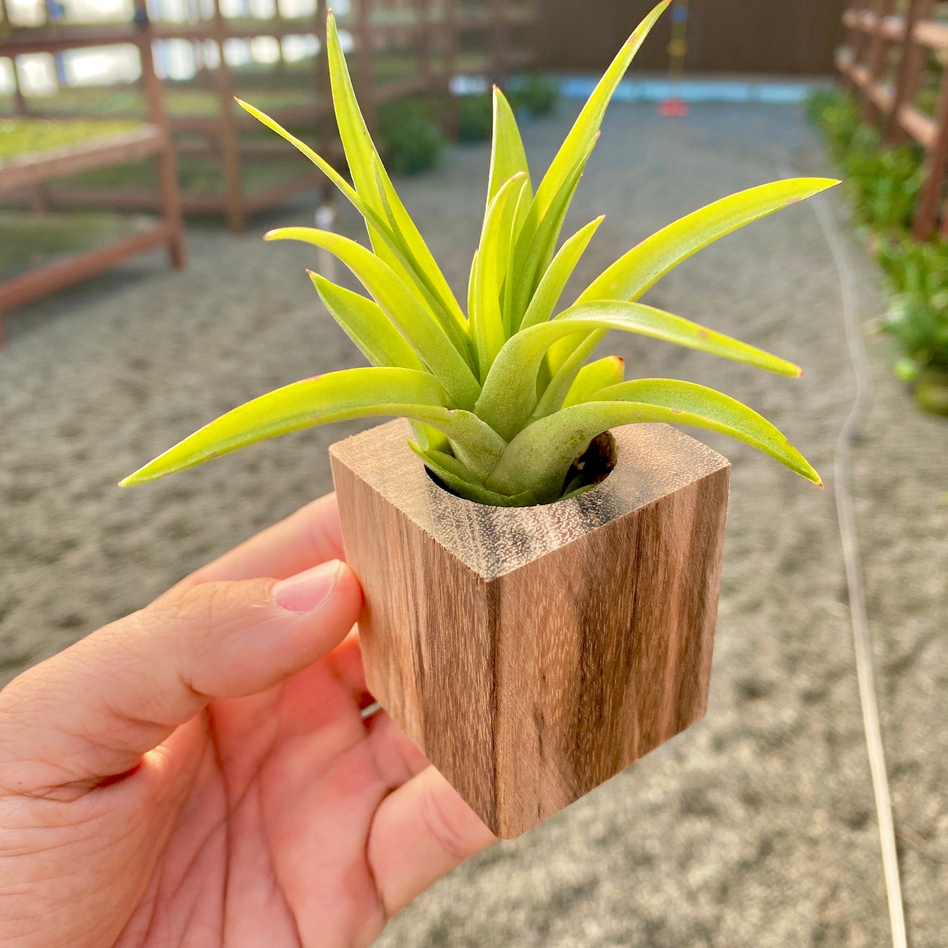 Handcrafted Zebra Wood Square Air Plant Holder With Plant
