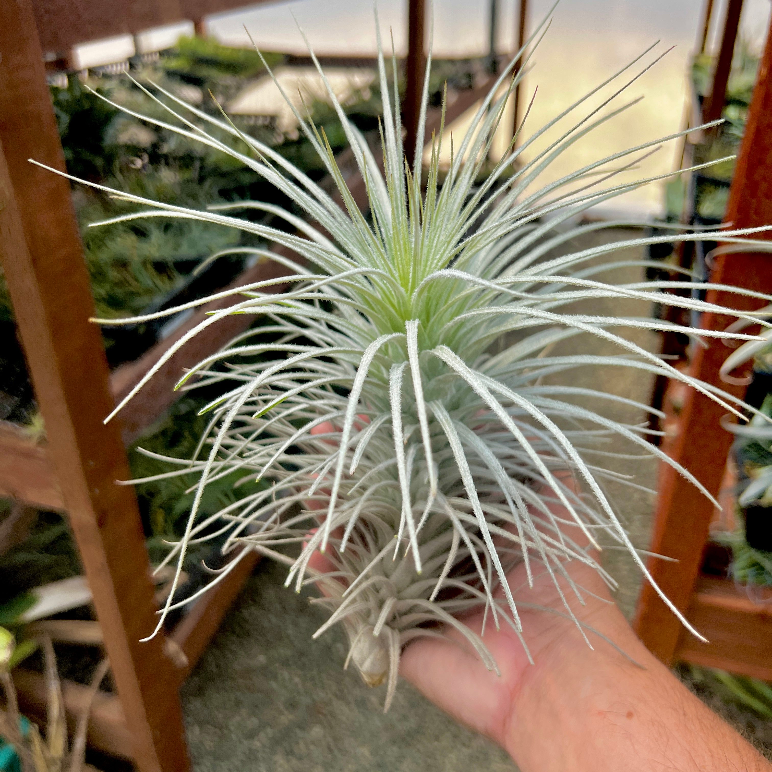 Tectorum Peru Large