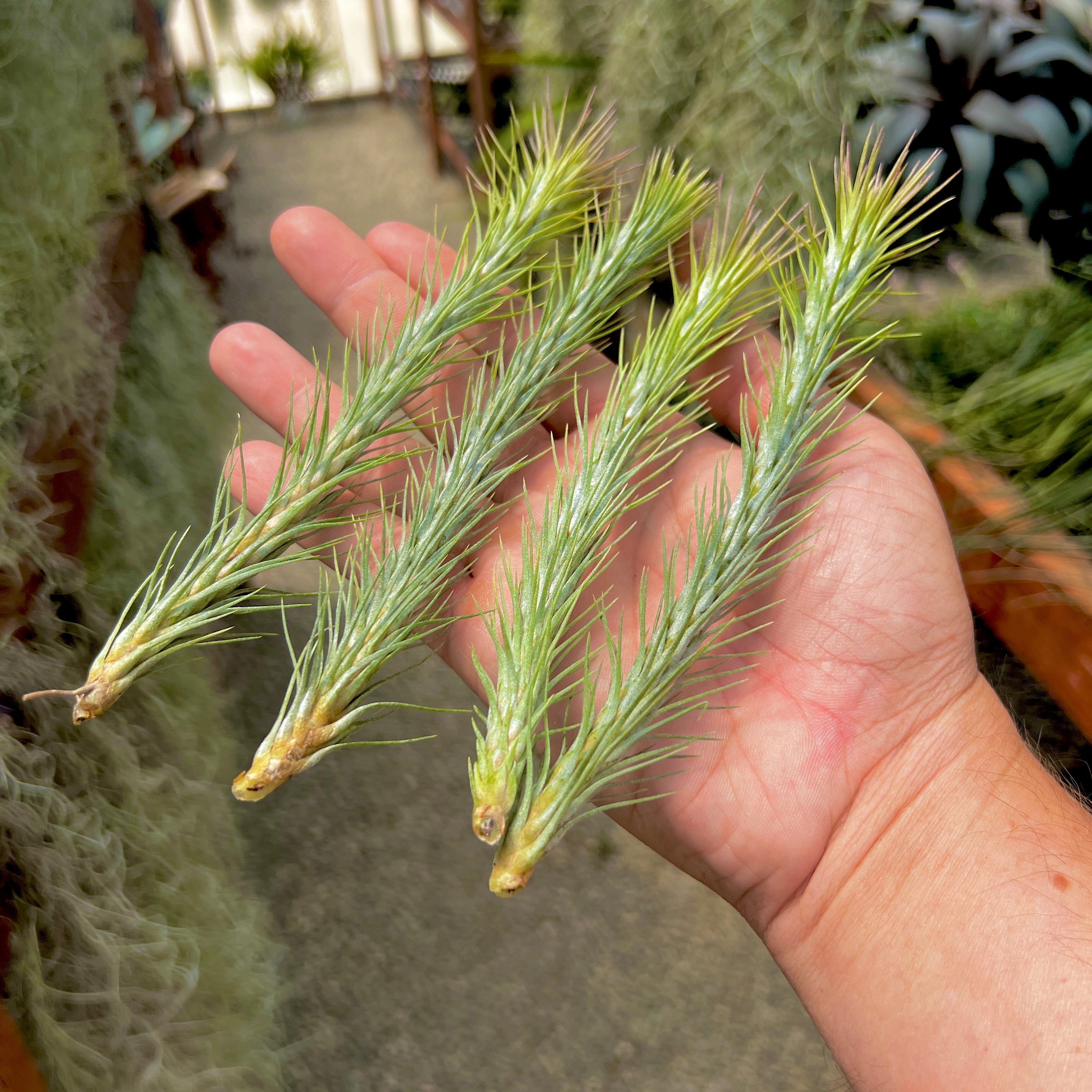 Funckiana <br> (Caterpillar Air Plant)