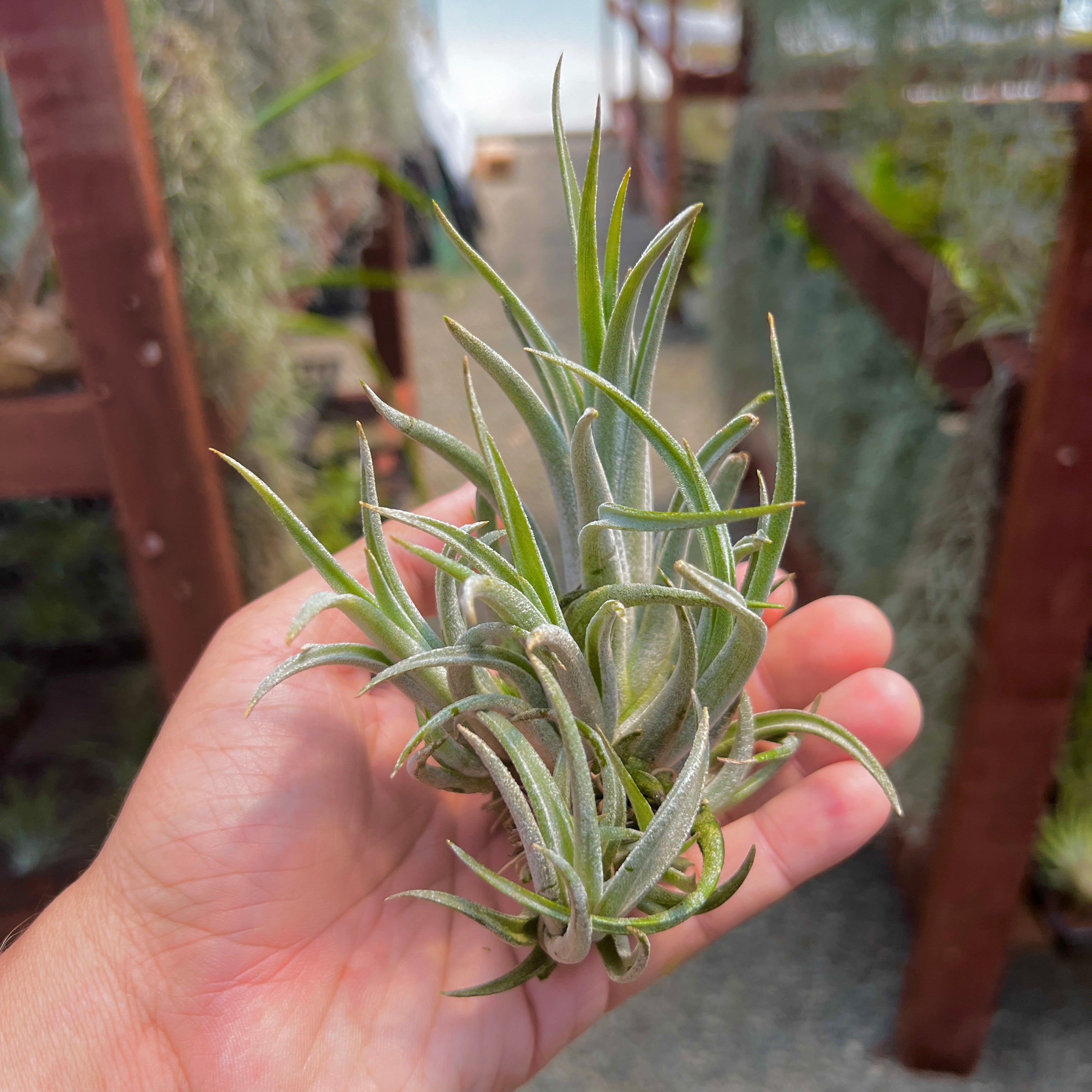 Tillandsia pueblensis air plant clumping plant for sale