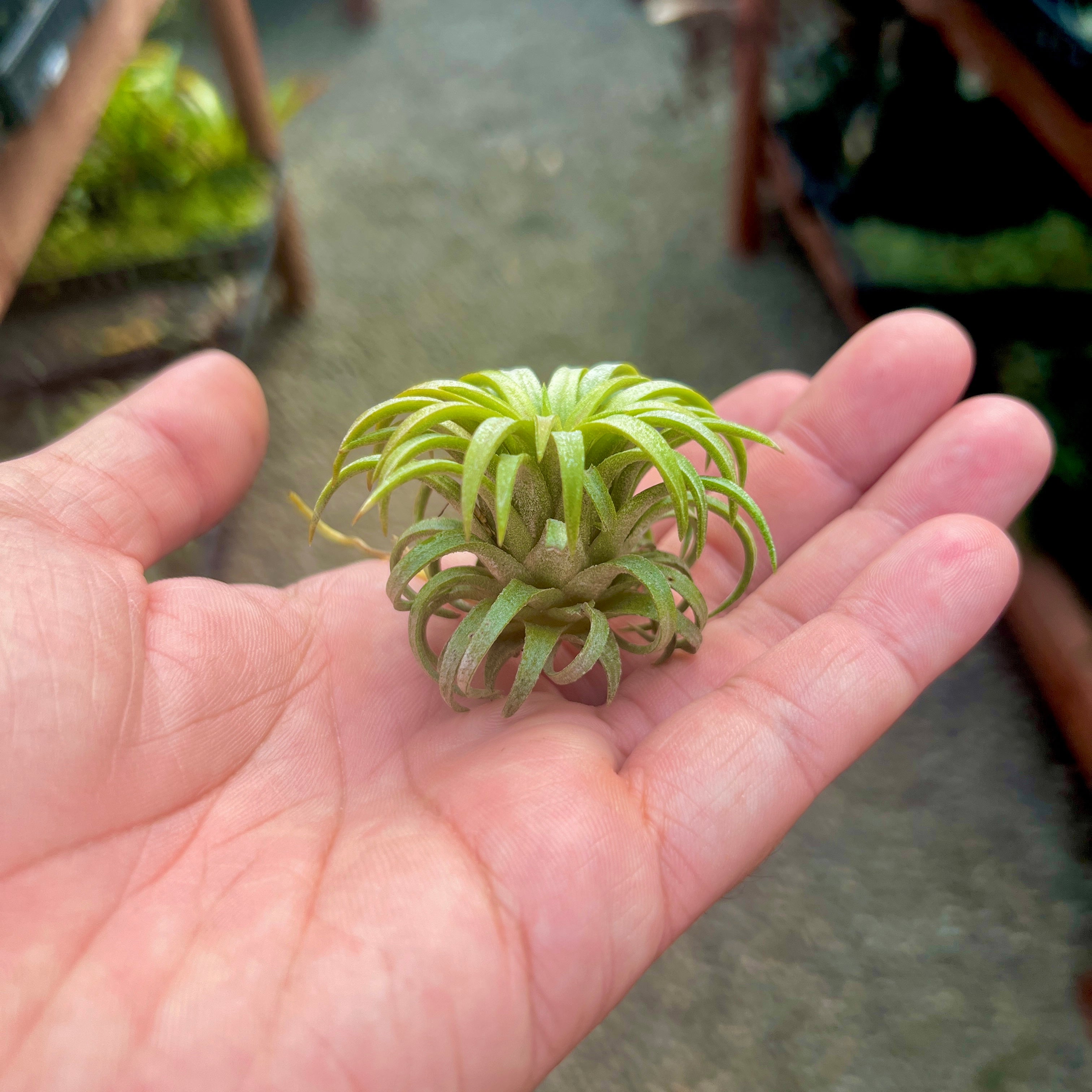 Tillandsia Ionantha Ron Air Plant Rare