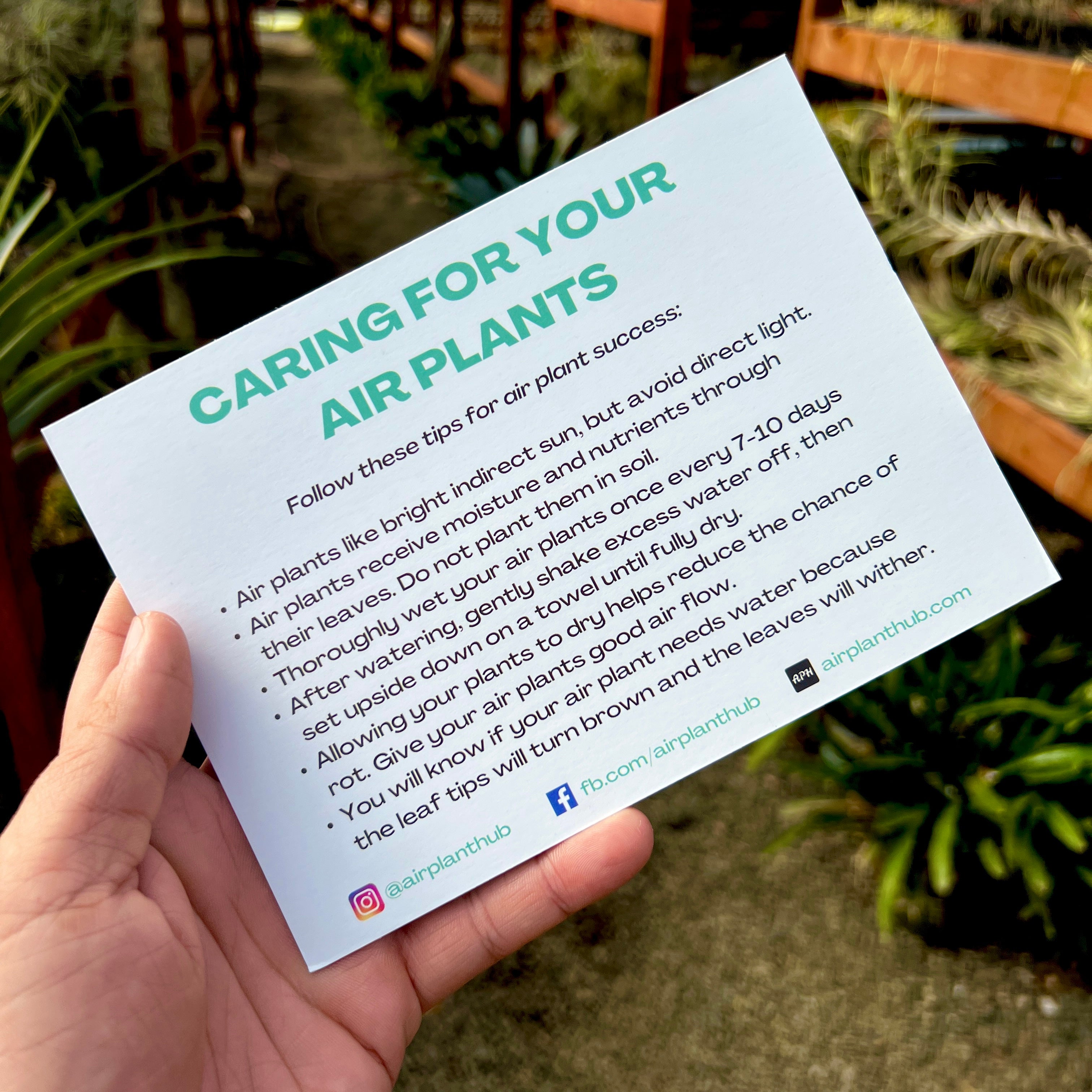 Air Plant Care Card Tillandsia Instructions