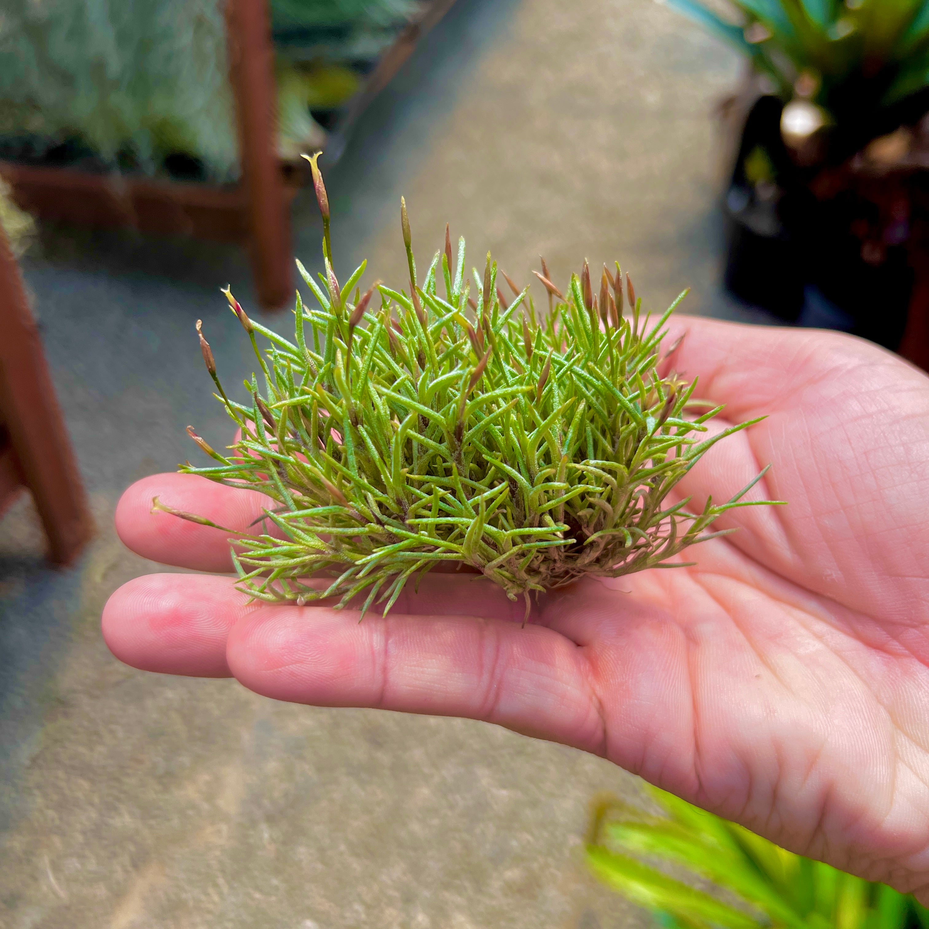 Tillandsia Capillaris Air Plant Clump Subgenus Diaphoranthema Miniature Houseplant Decor