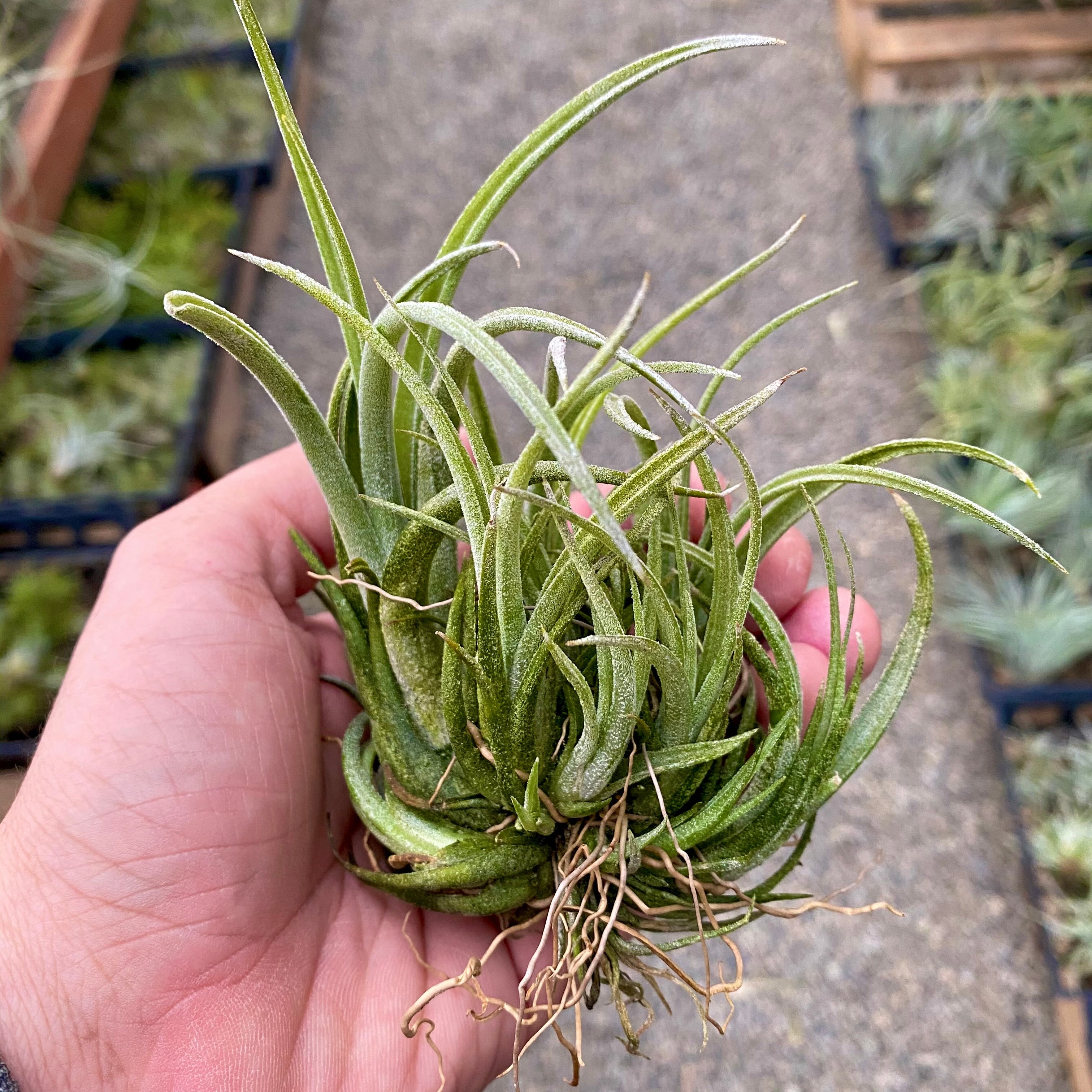 Tillandsia pueblensis air plant clumping plant for sale