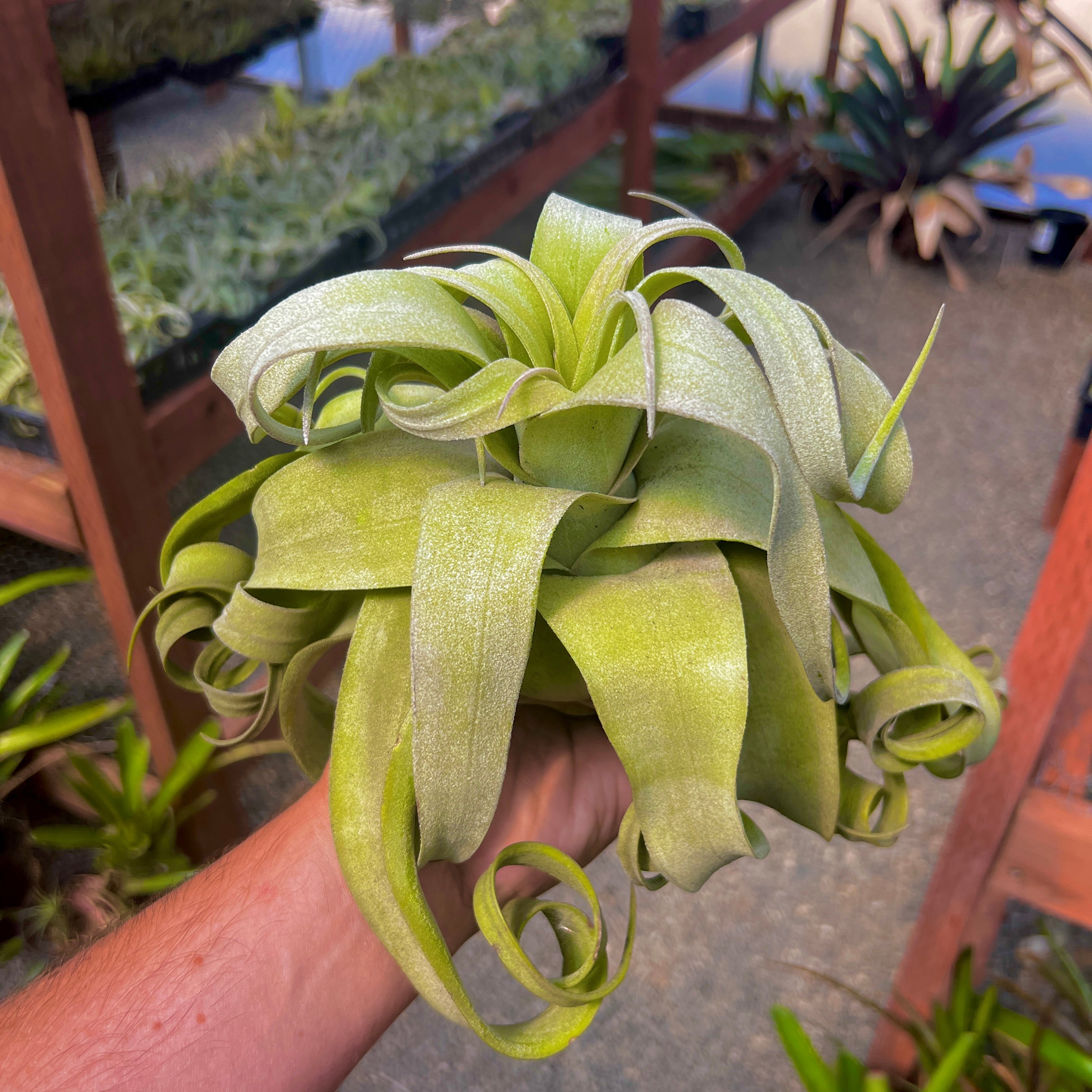 Streptophylla Giant