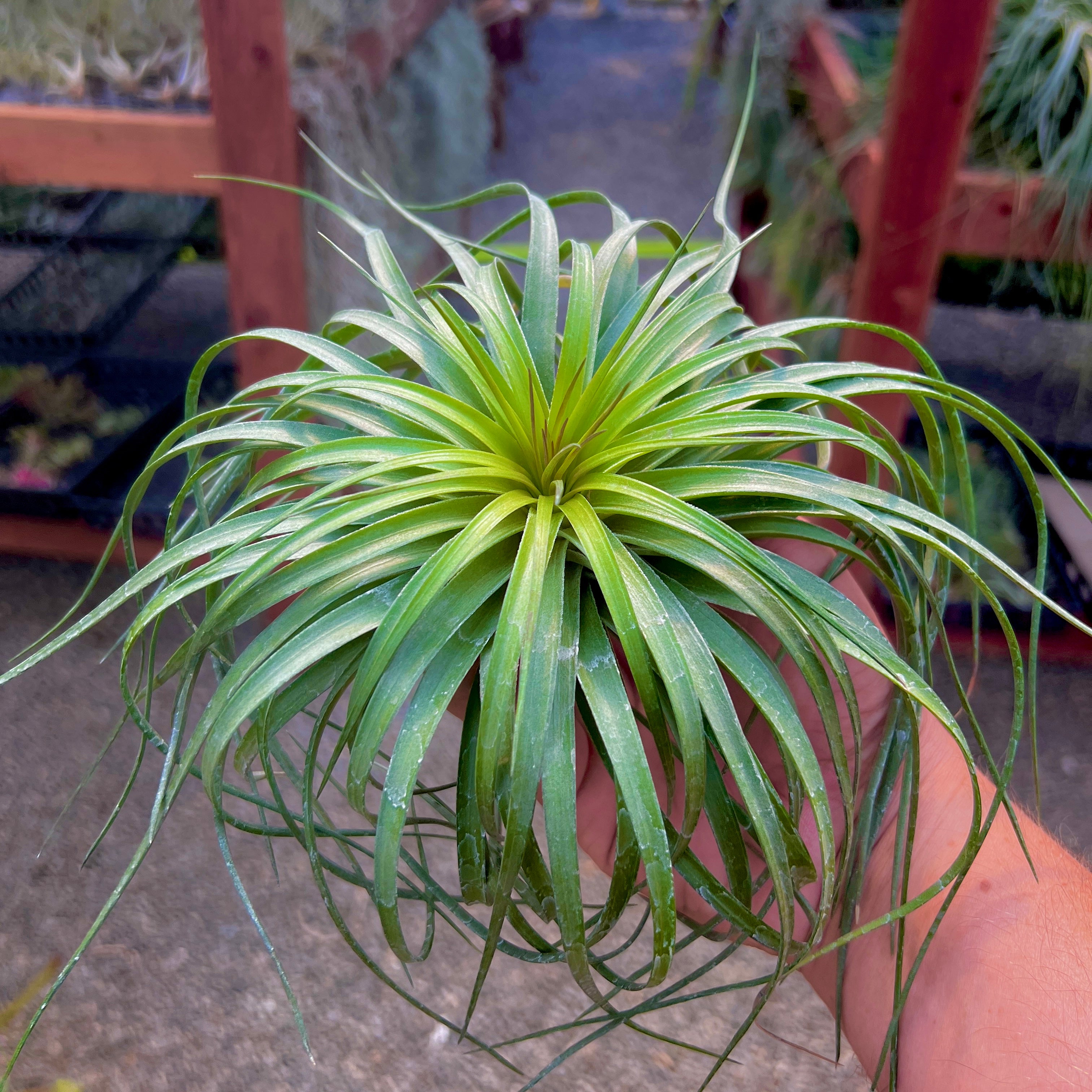 Stricta ‘Cousin It’