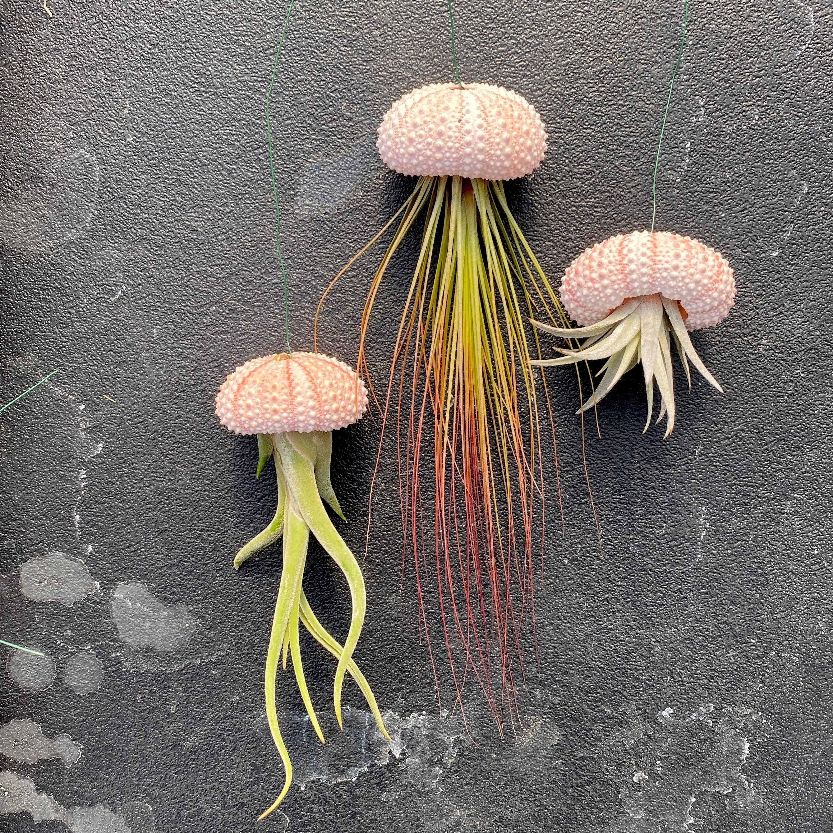 air plants jellyfish Wholesale Hanging Urchin Air Plant Jellyfish (Minimum Order 10)