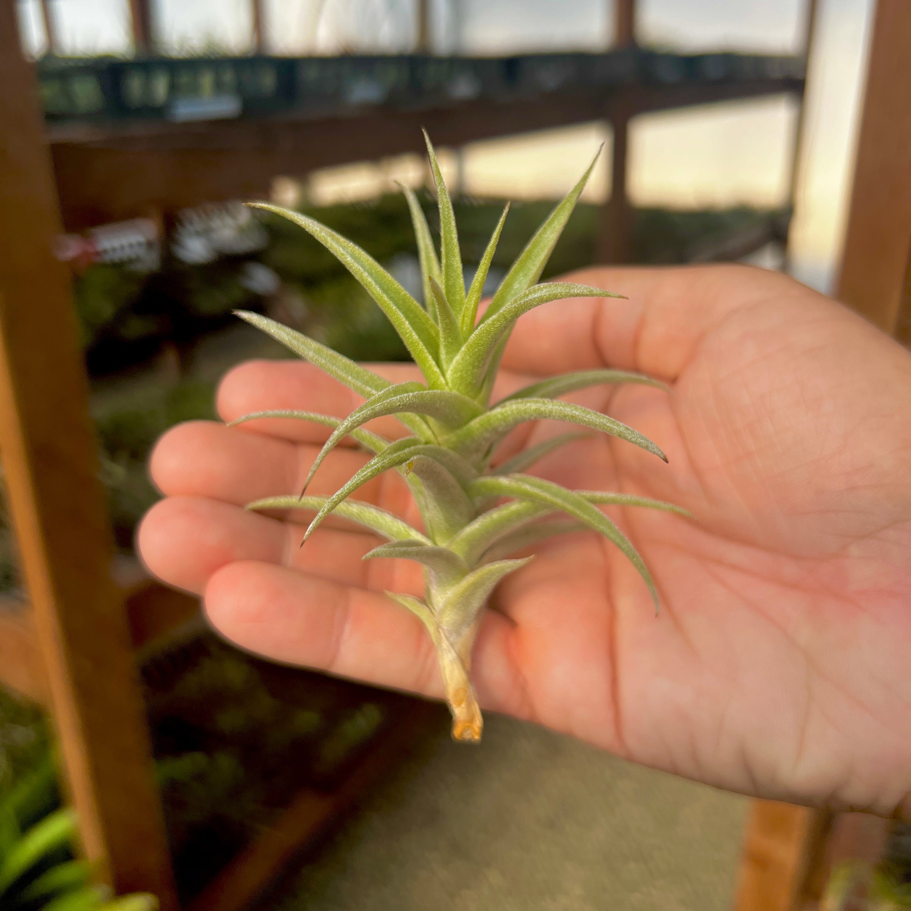 Tillandsia purpurea air plant symmetrical trichome dense houseplant