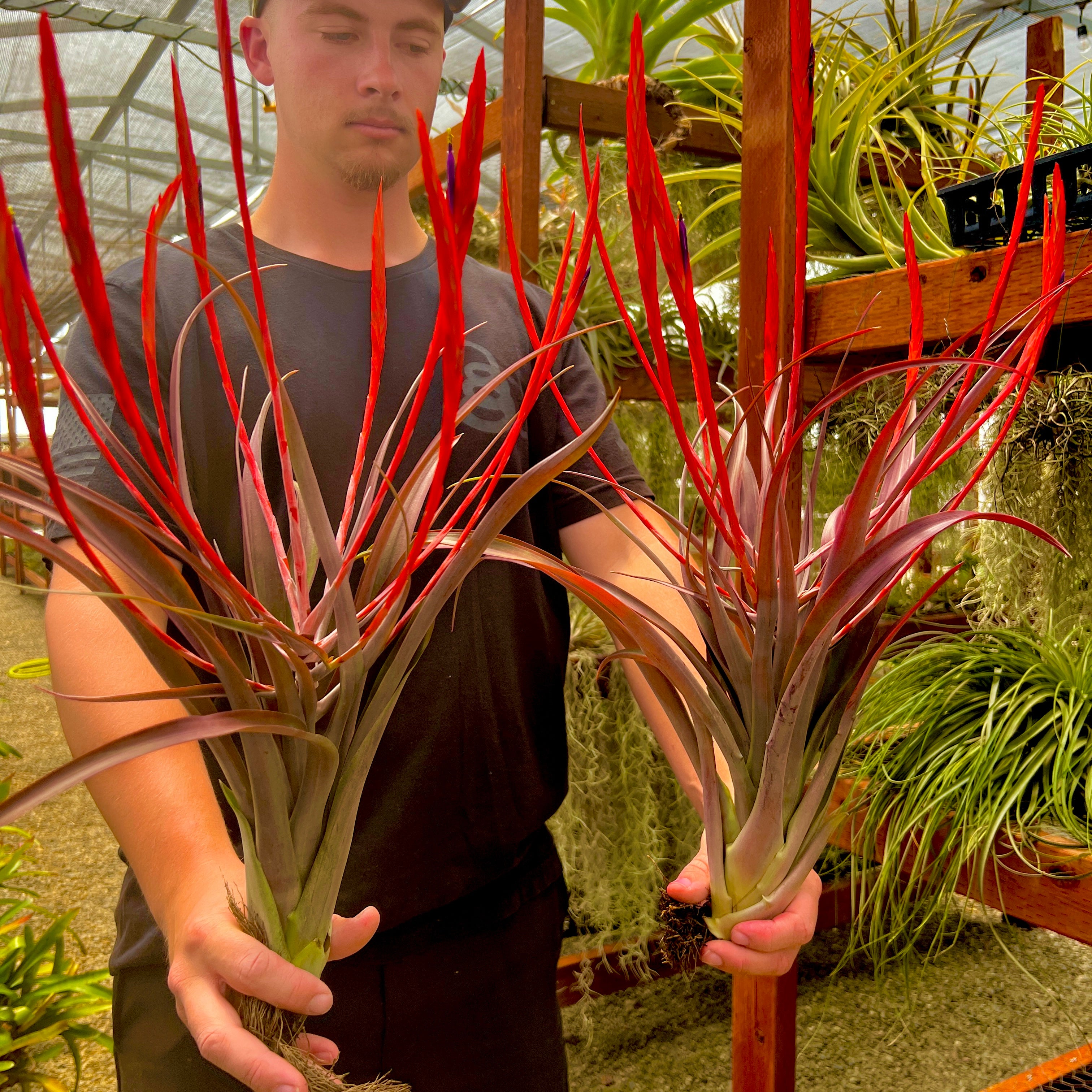 Flabellata Rubra Giant Tillandsia Rare Large Air Plant Purple Color