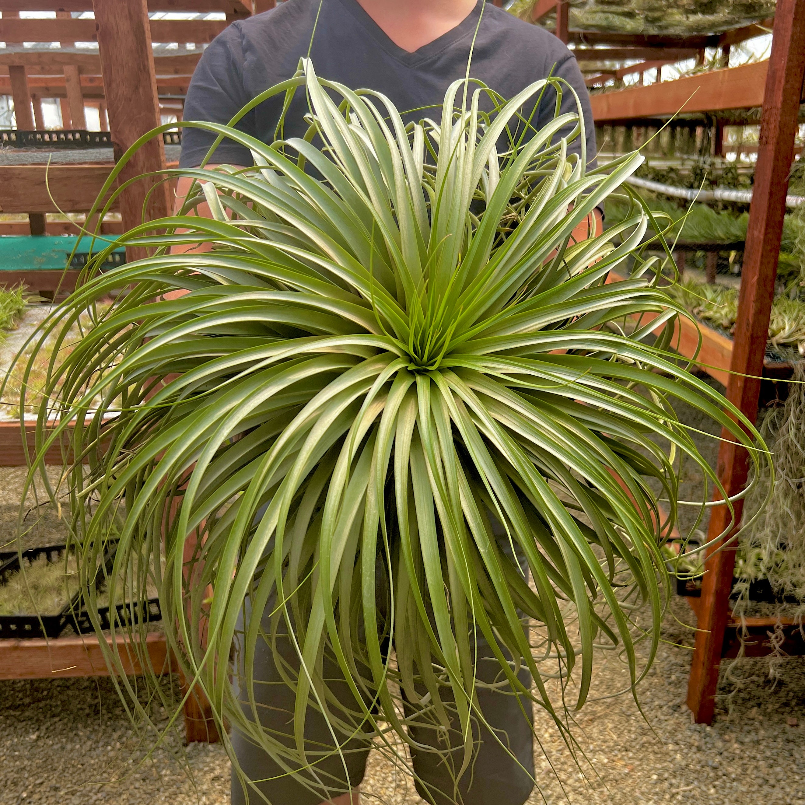 Collector's Specials (Updated 11/23/18) | Air Plant Hub