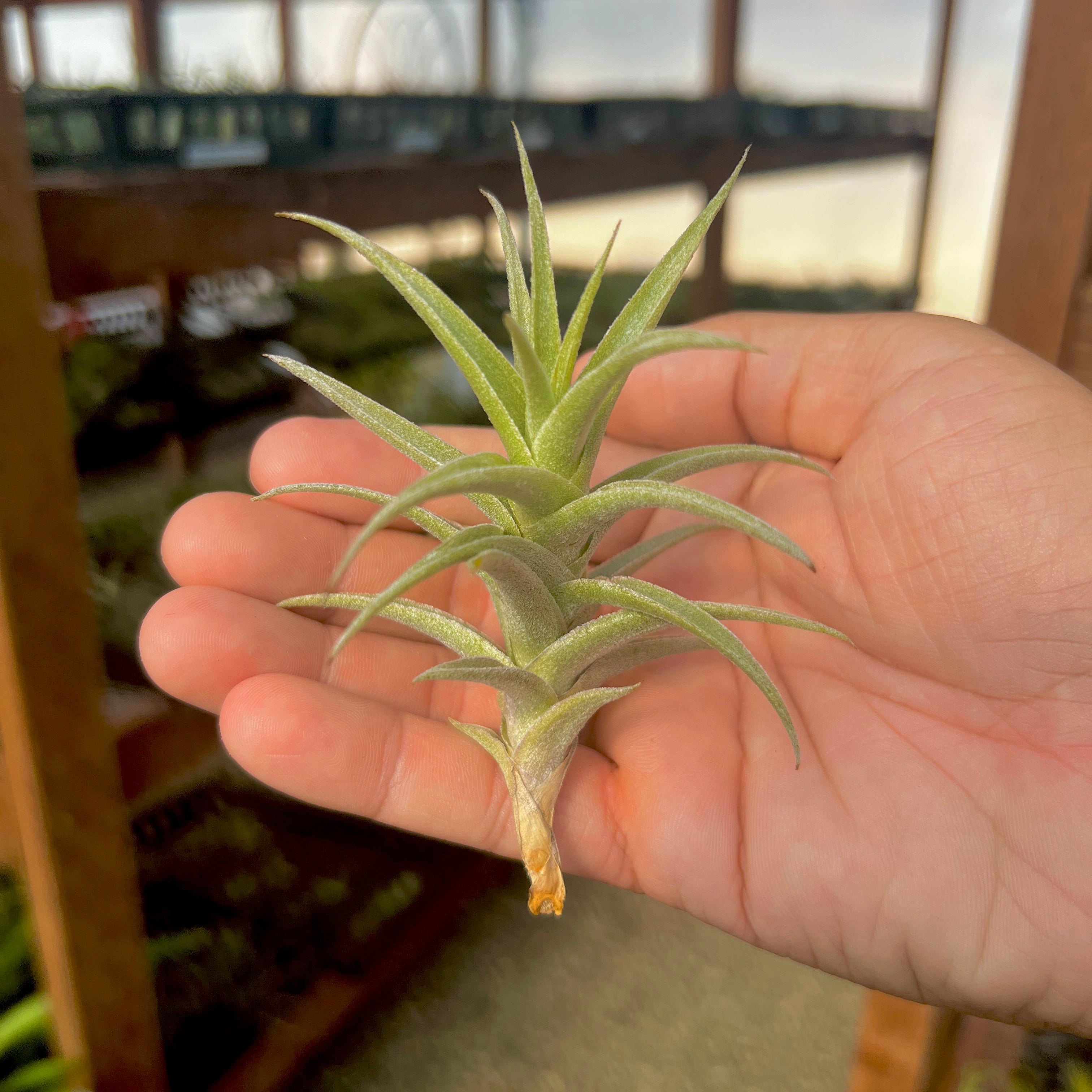 Tillandsia purpurea air plant symmetrical trichome dense houseplant