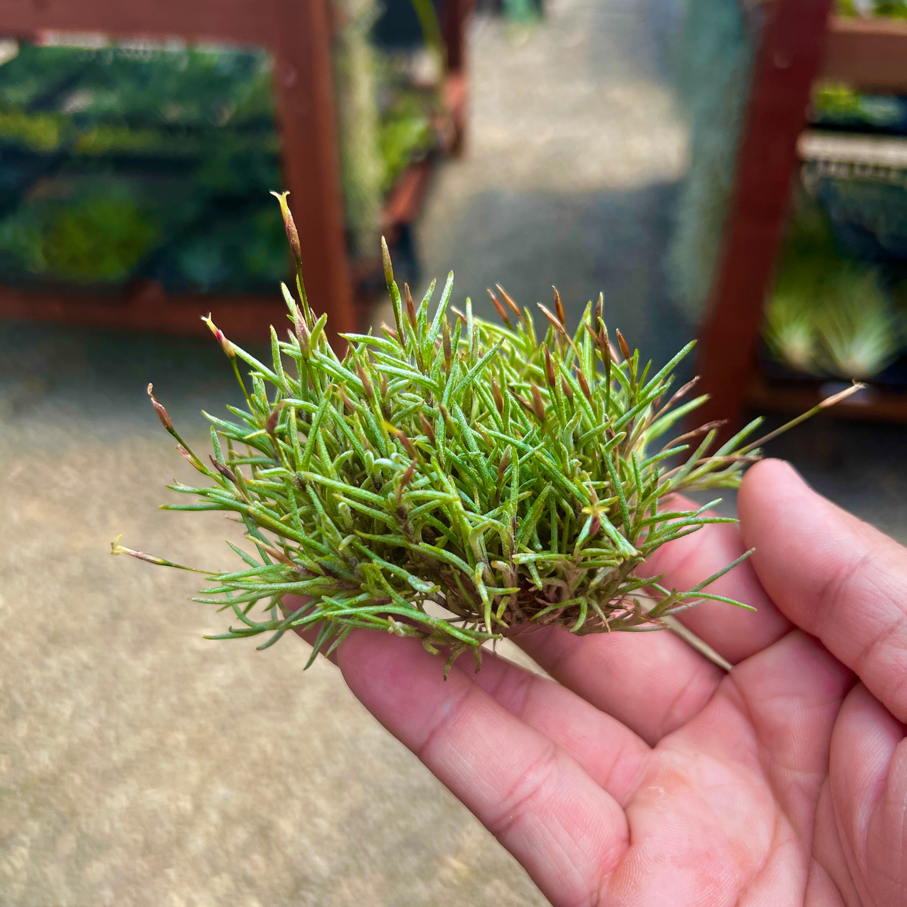 mini day of the dead air plant Capillaris (Miniature Species) Small Sprig