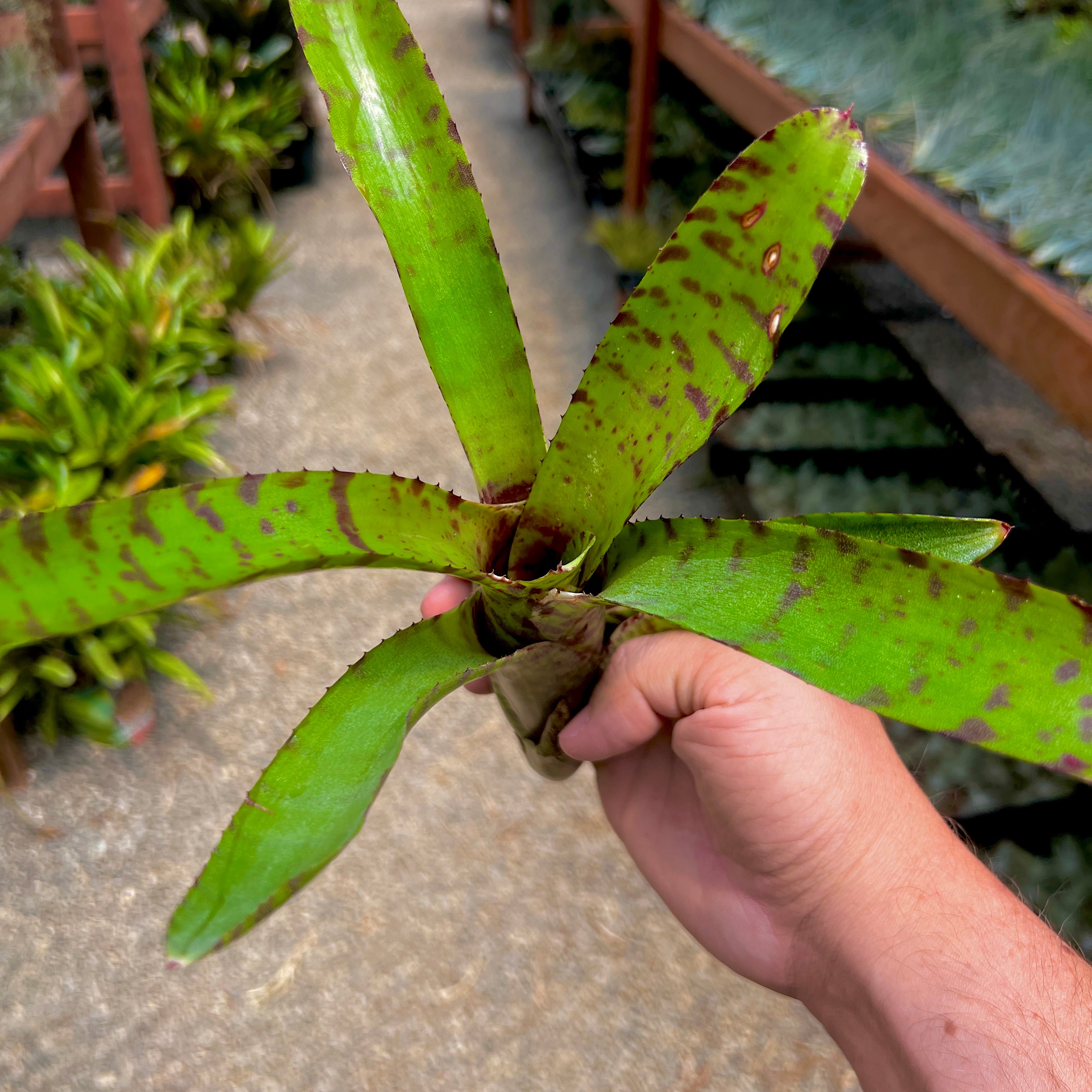 Neoregelia Air Plant Greenhouse Held In Hand